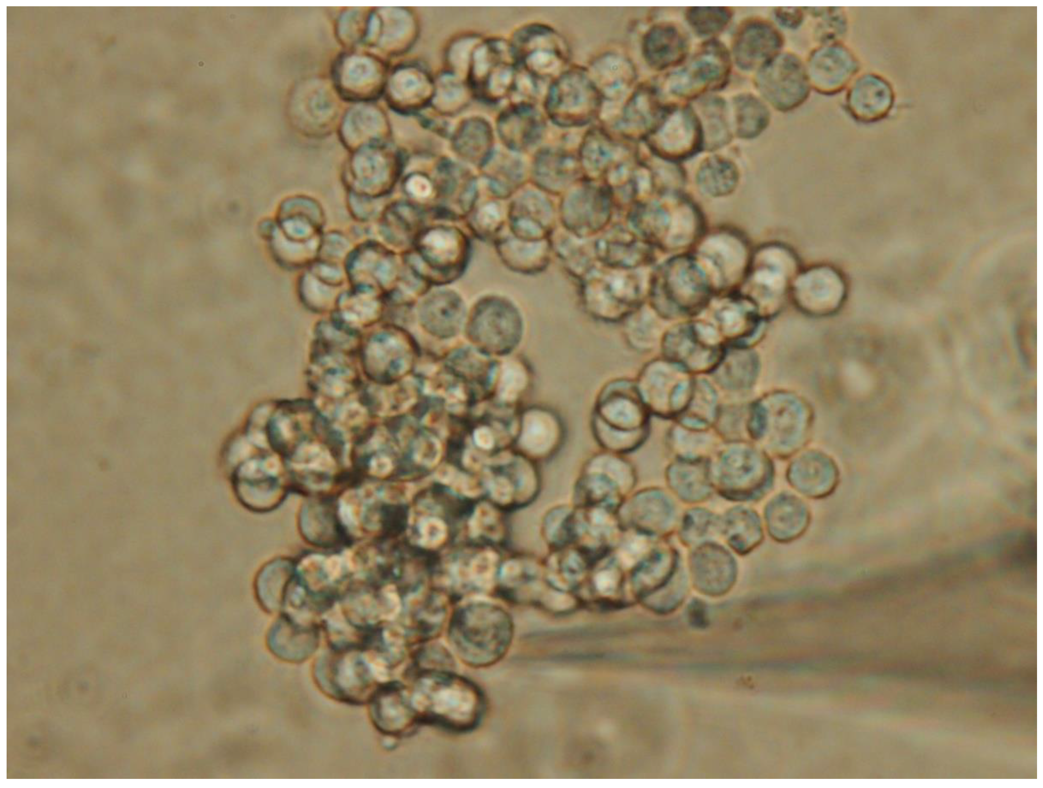 Preprints 152535 g001