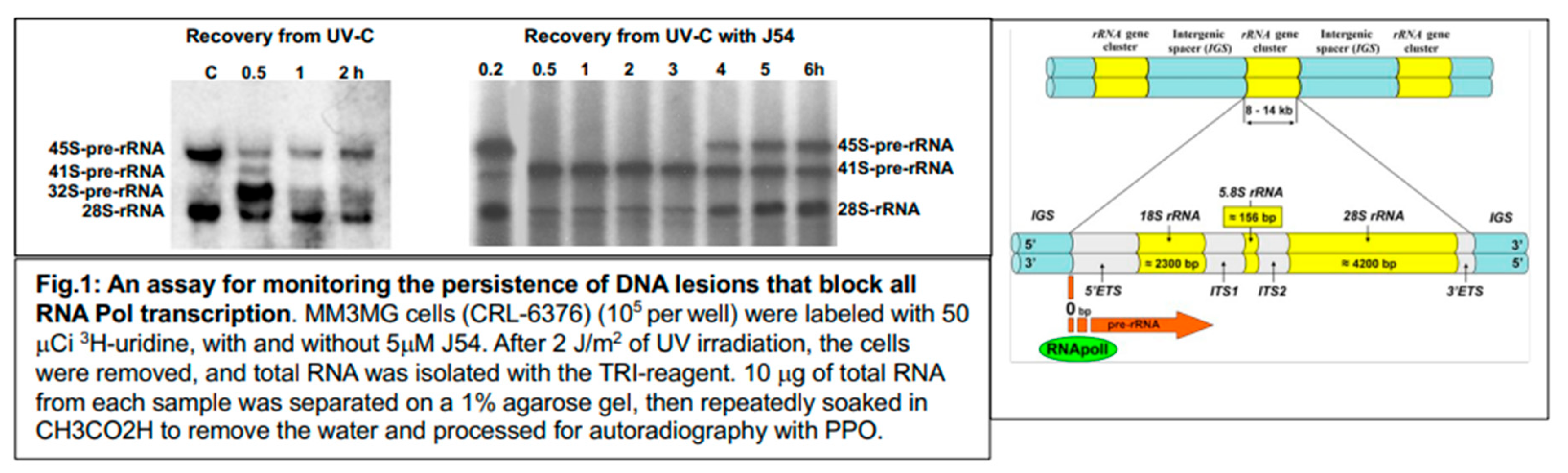 Preprints 190775 g001