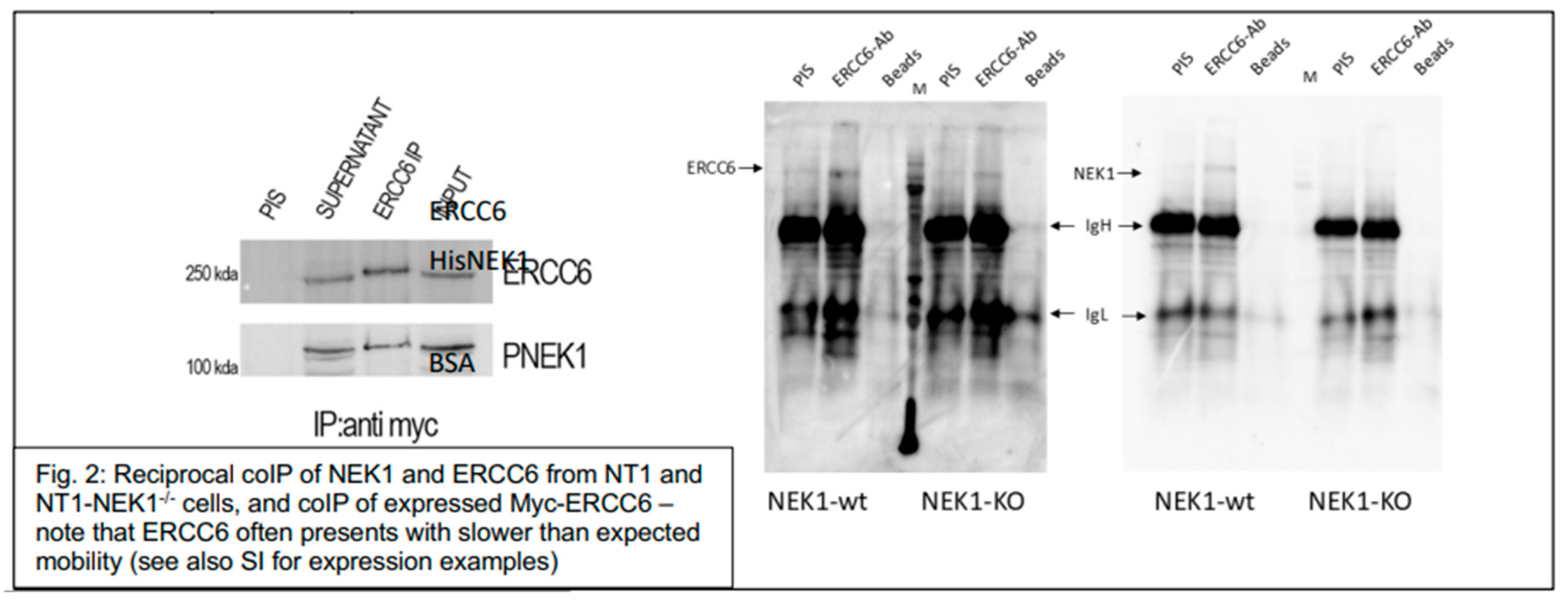Preprints 190775 g002