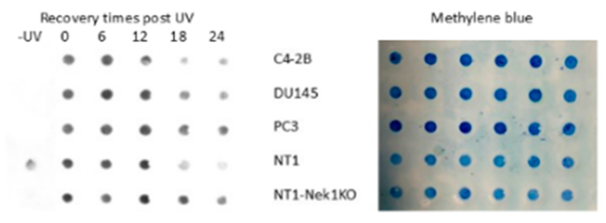 Preprints 190775 g004