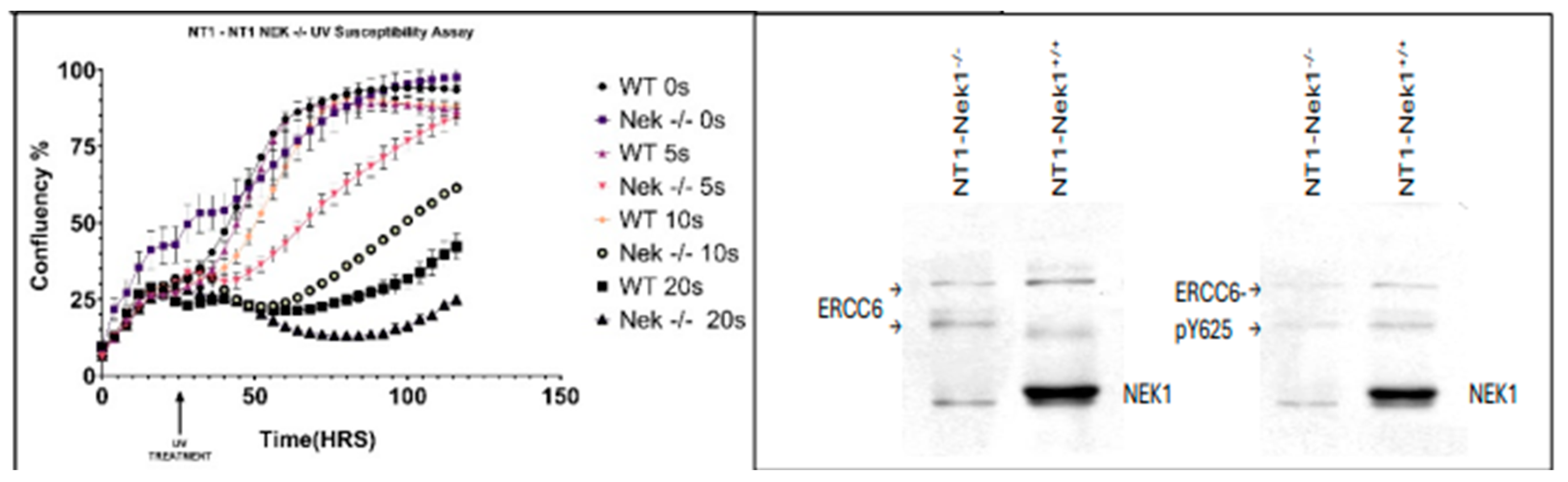 Preprints 190775 g005