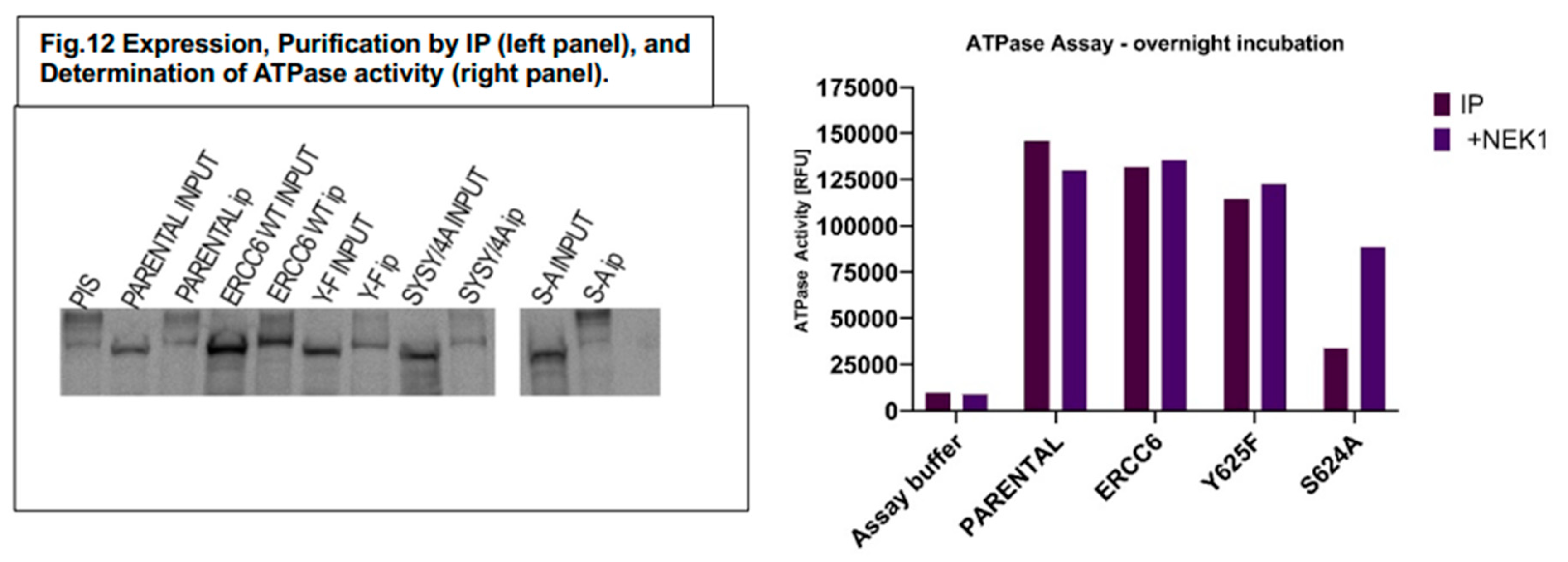 Preprints 190775 g012