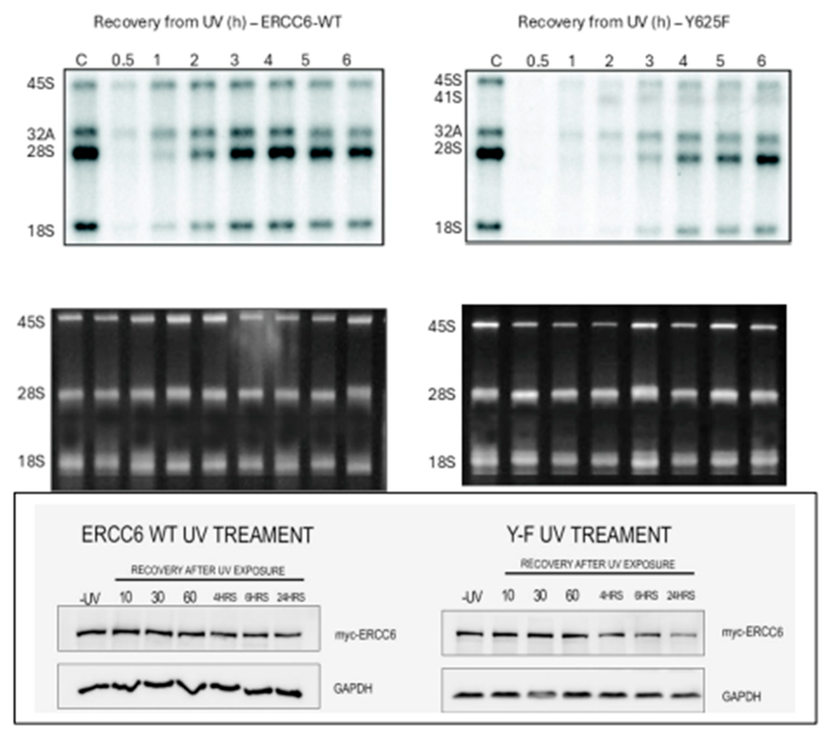 Preprints 190775 g013