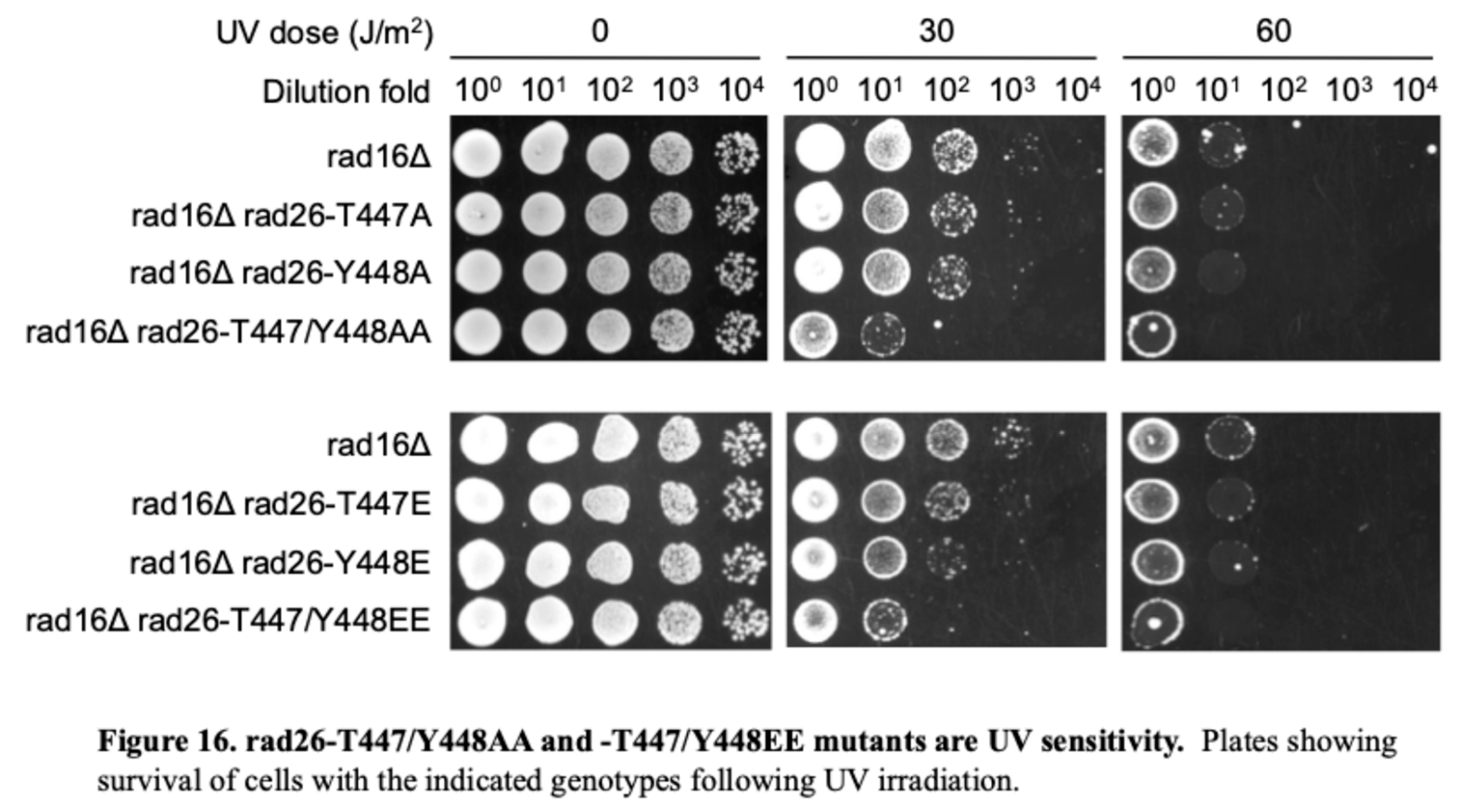 Preprints 190775 g016b