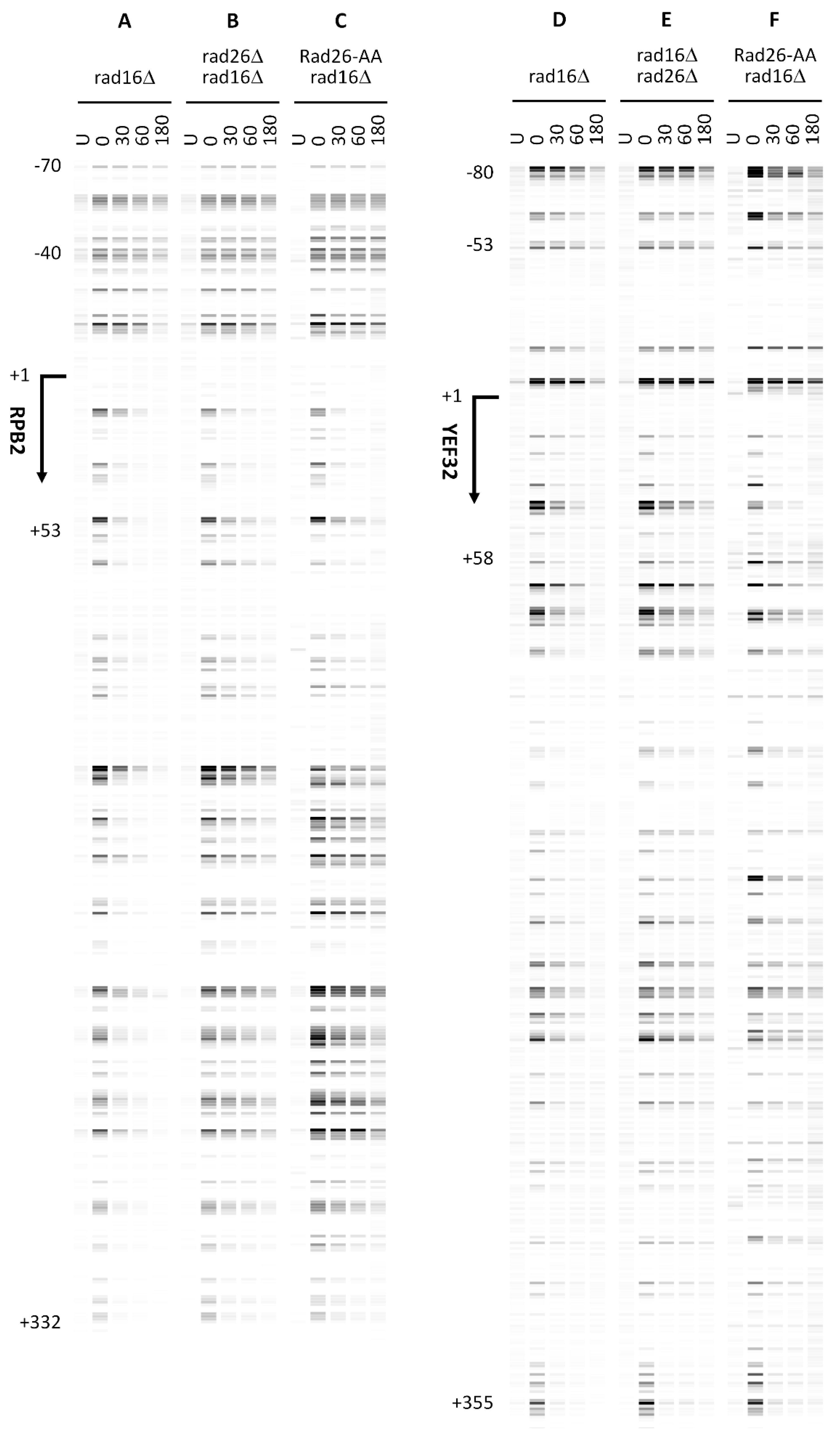 Preprints 190775 g017