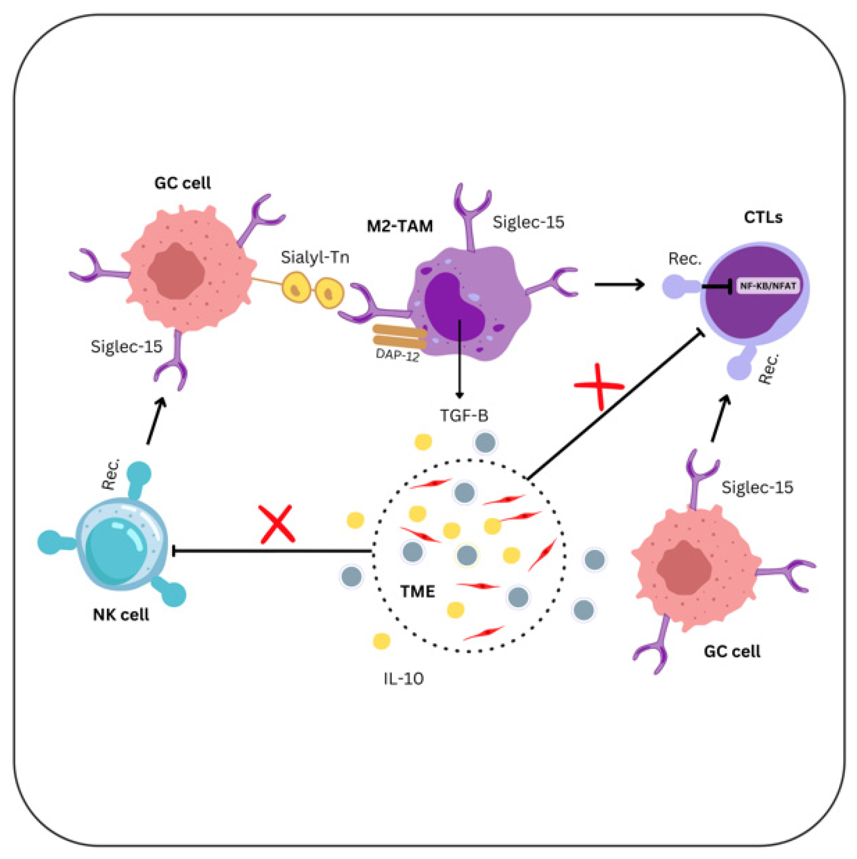 Immune Cell Interactions and Immune Checkpoints in the Tumor