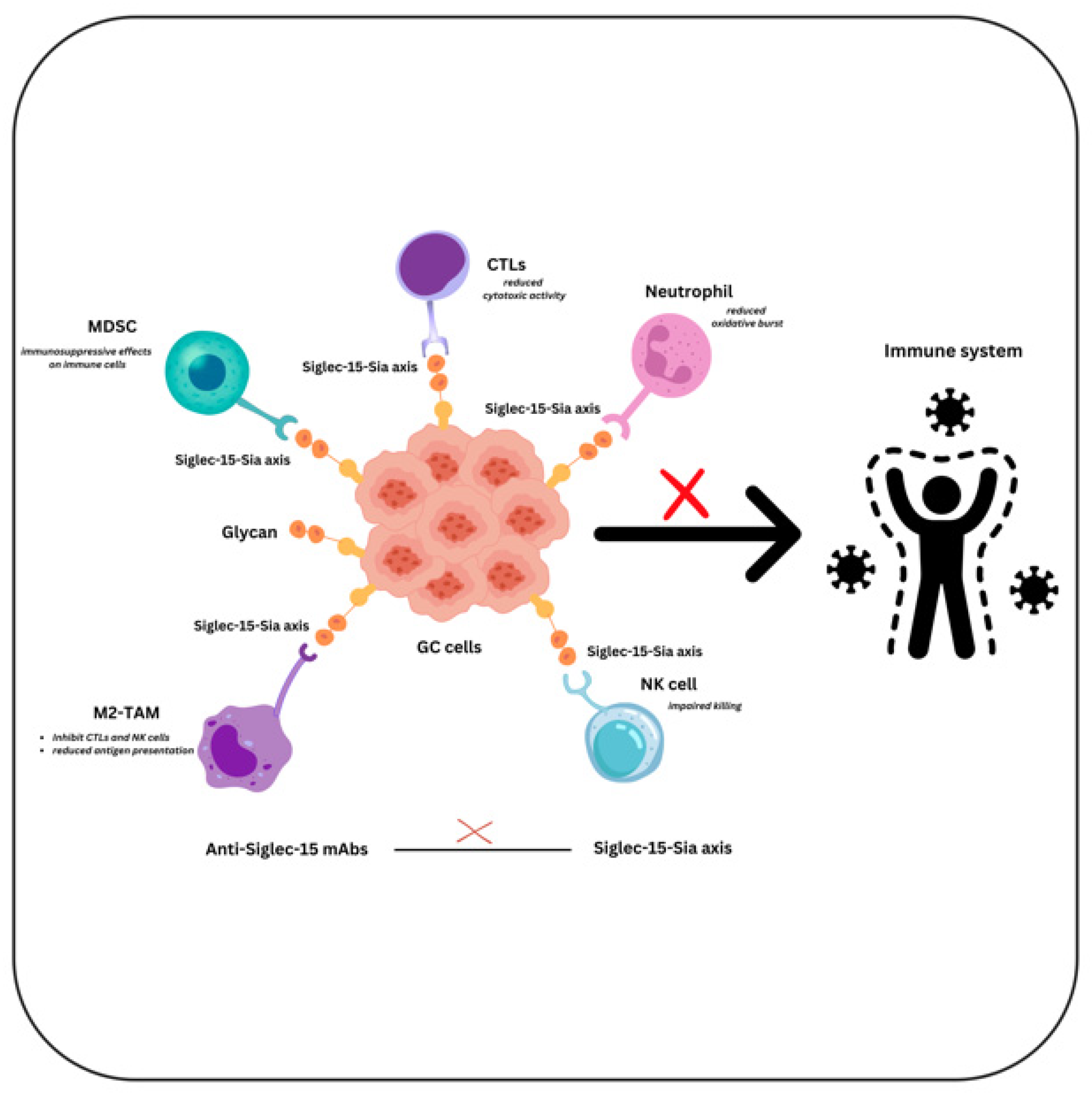 Immune Cell Interactions and Immune Checkpoints in the Tumor
