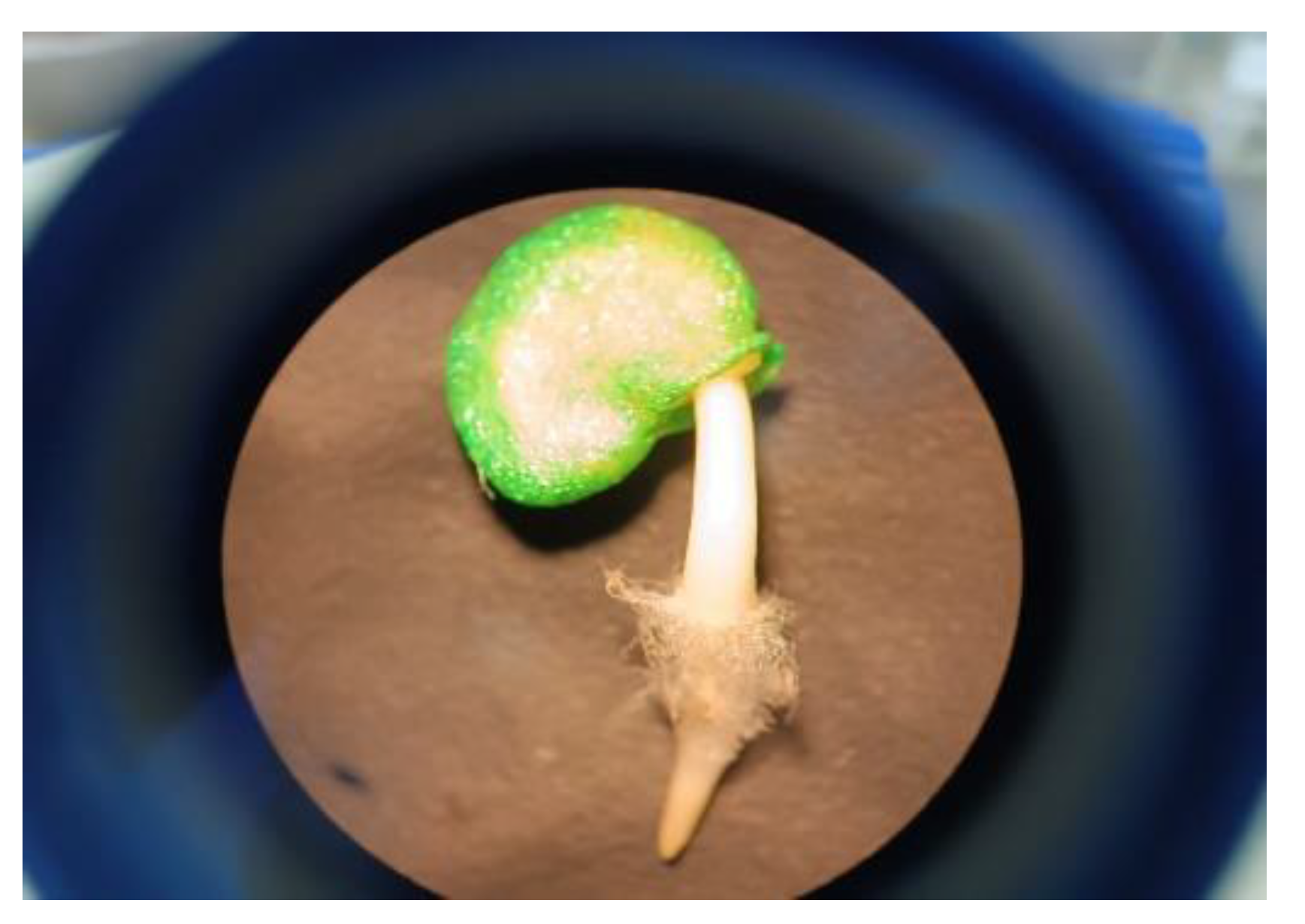 Preprints 158877 g009