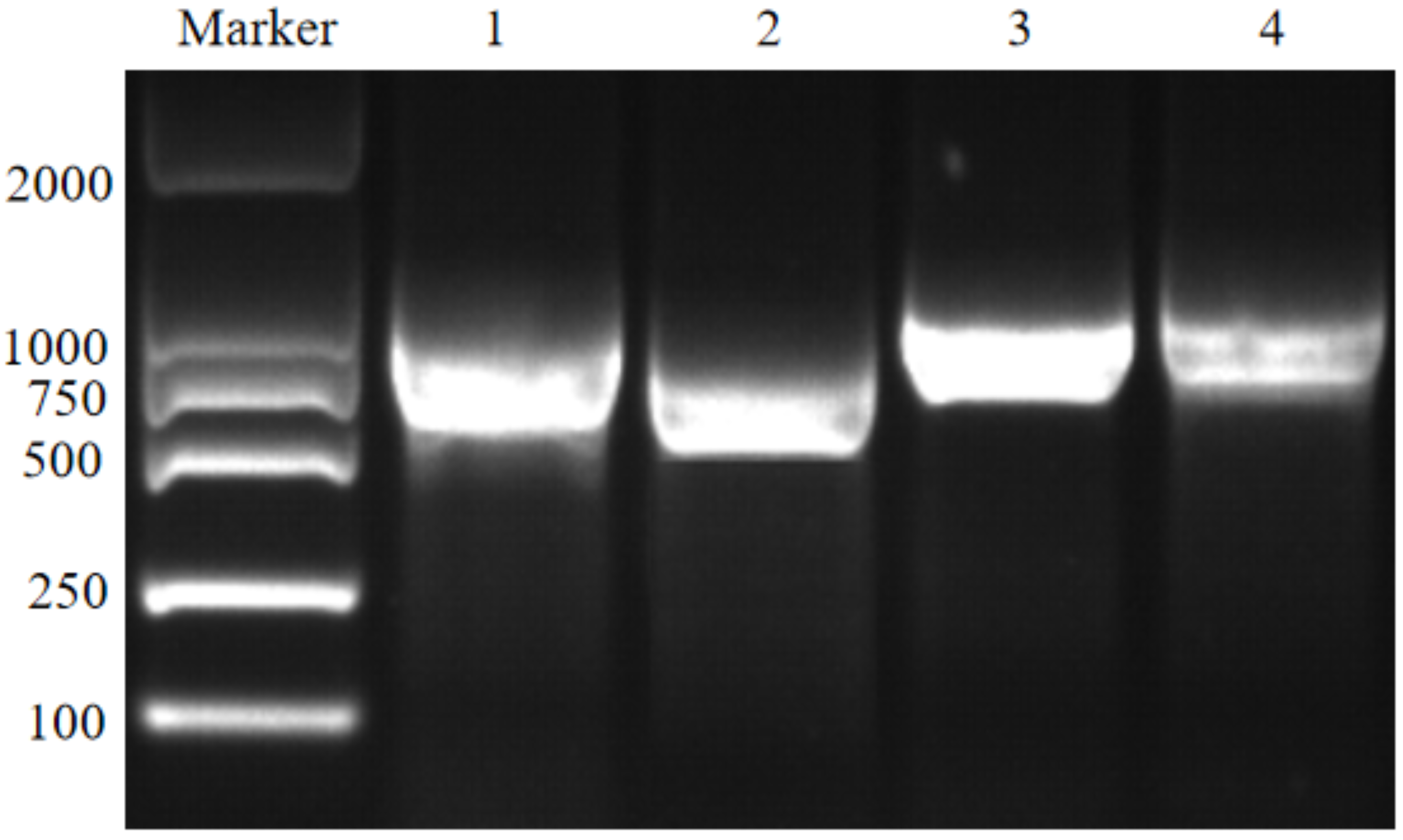 Preprints 144934 g001