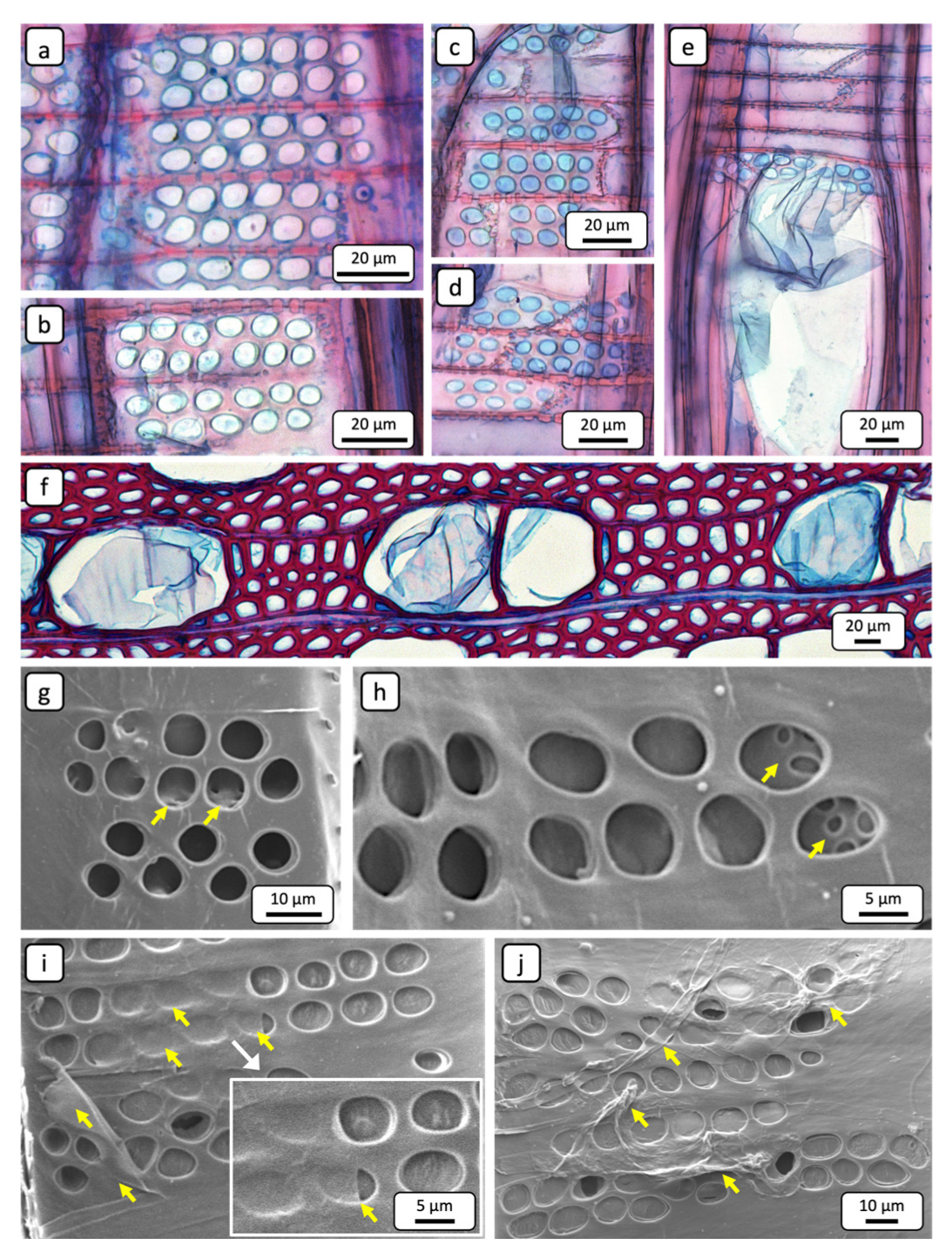 Preprints 164396 g005
