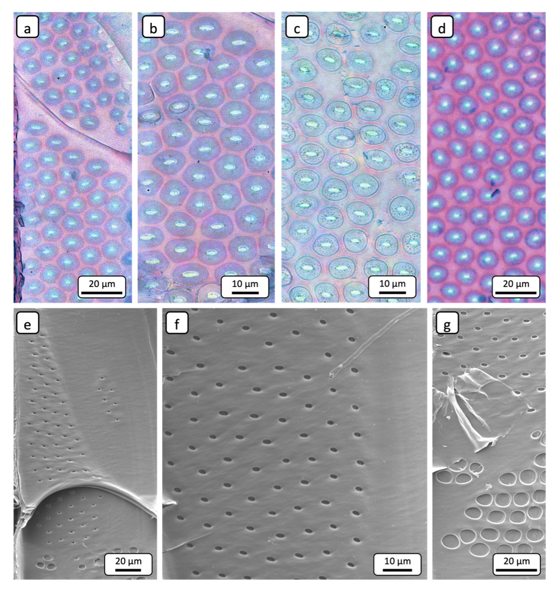 Preprints 164396 g007