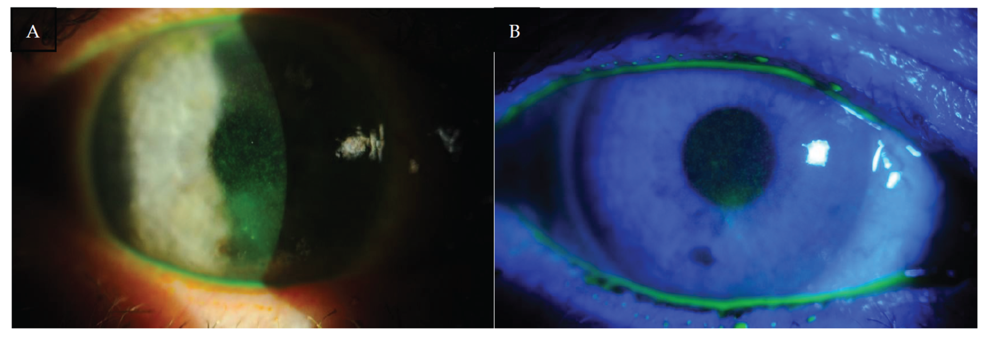 Preprints 172121 g003