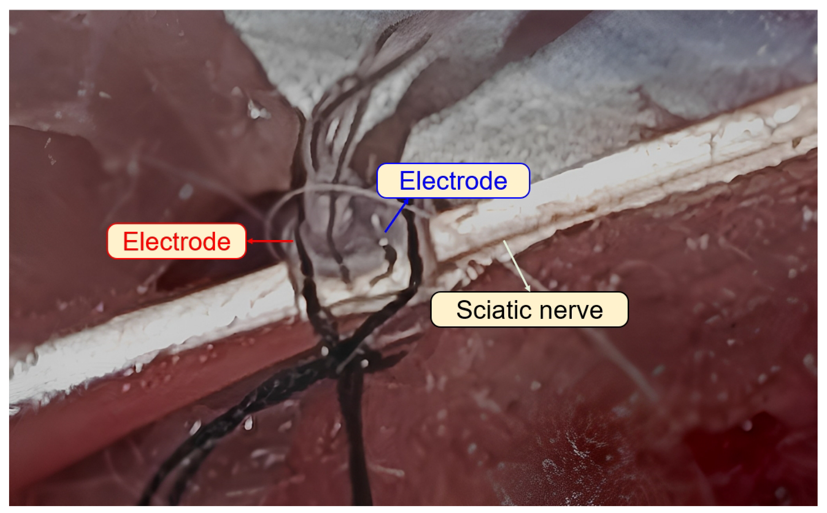Preprints 86115 g002
