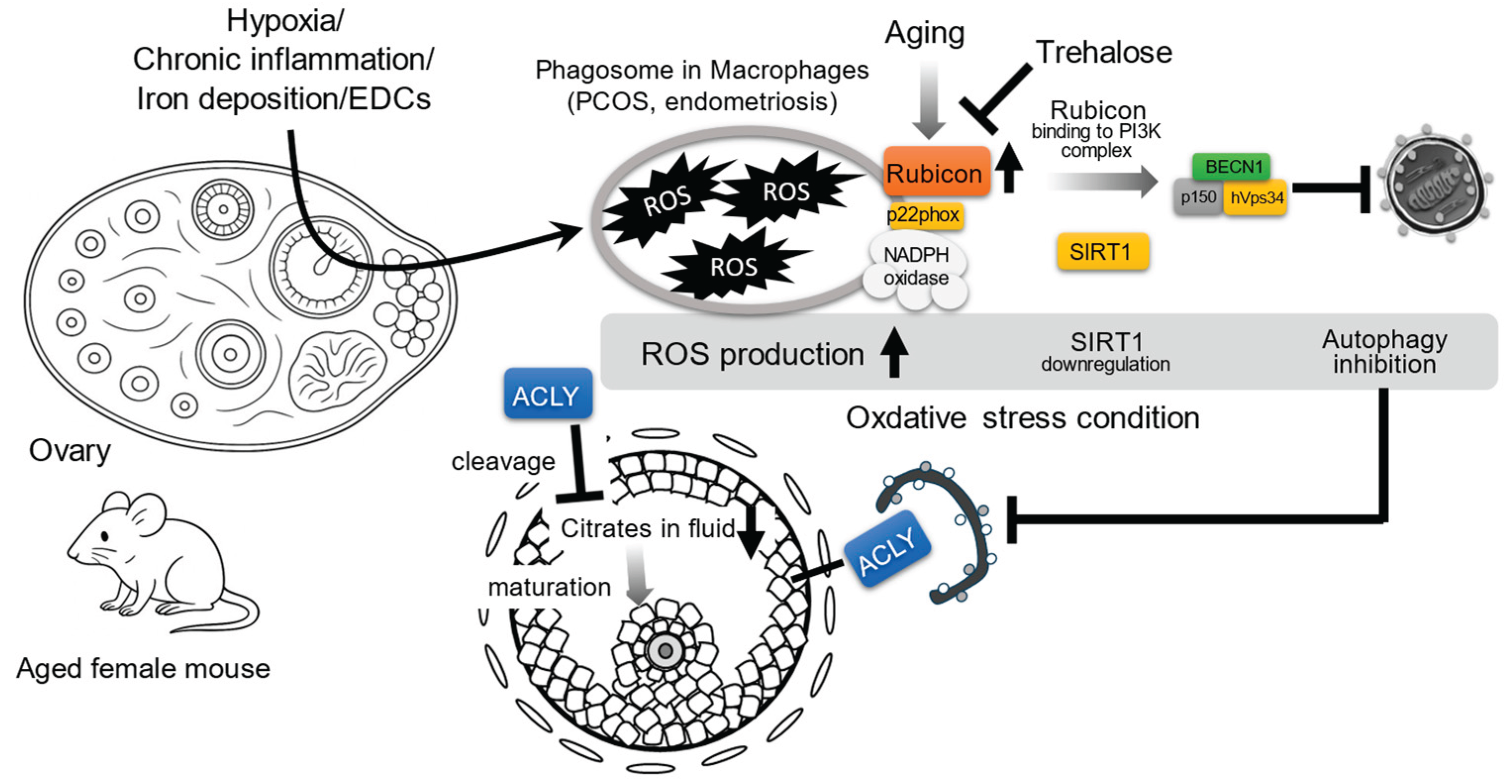 Preprints 166393 g003