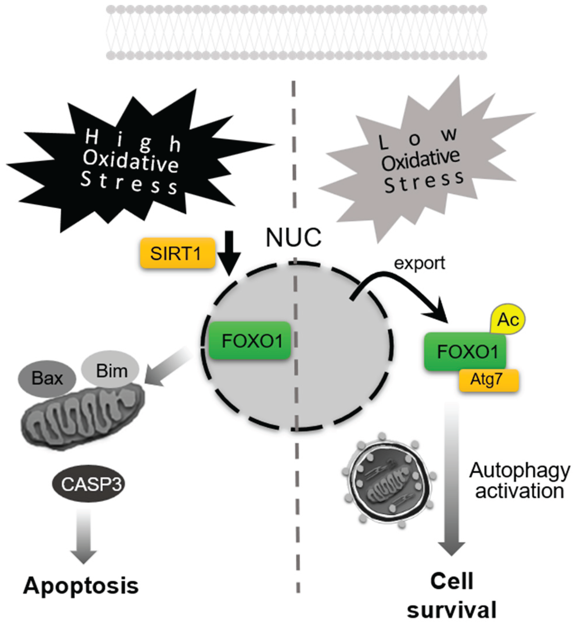 Preprints 166393 g004