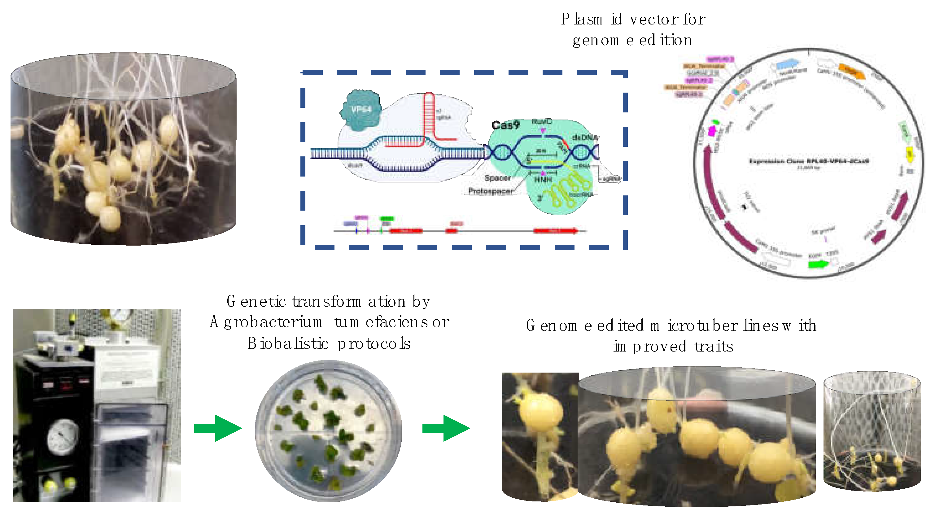Preprints 76328 g002