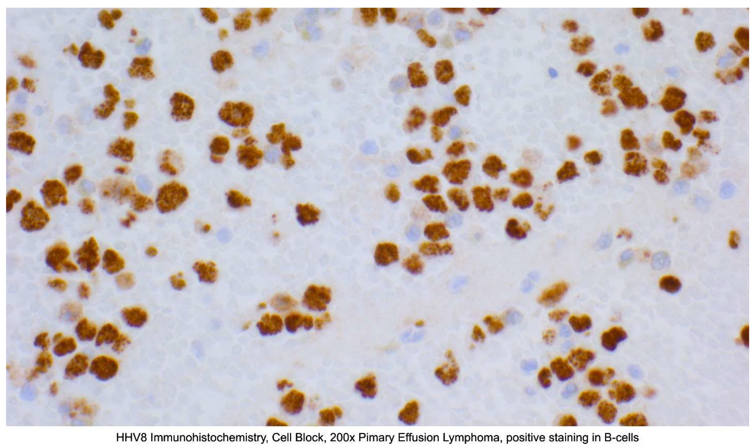 Preprints 156346 g002