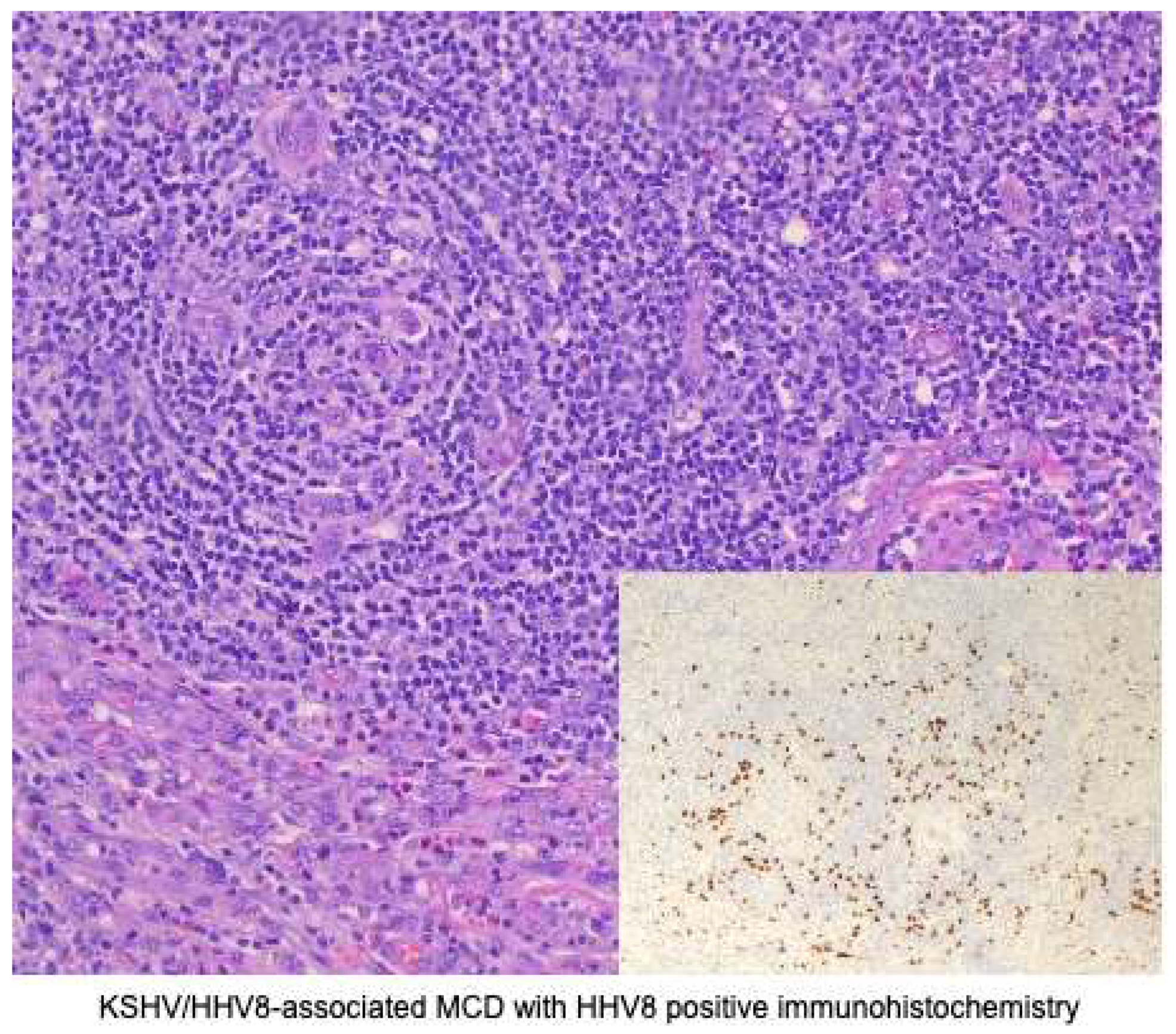 Preprints 156346 g004