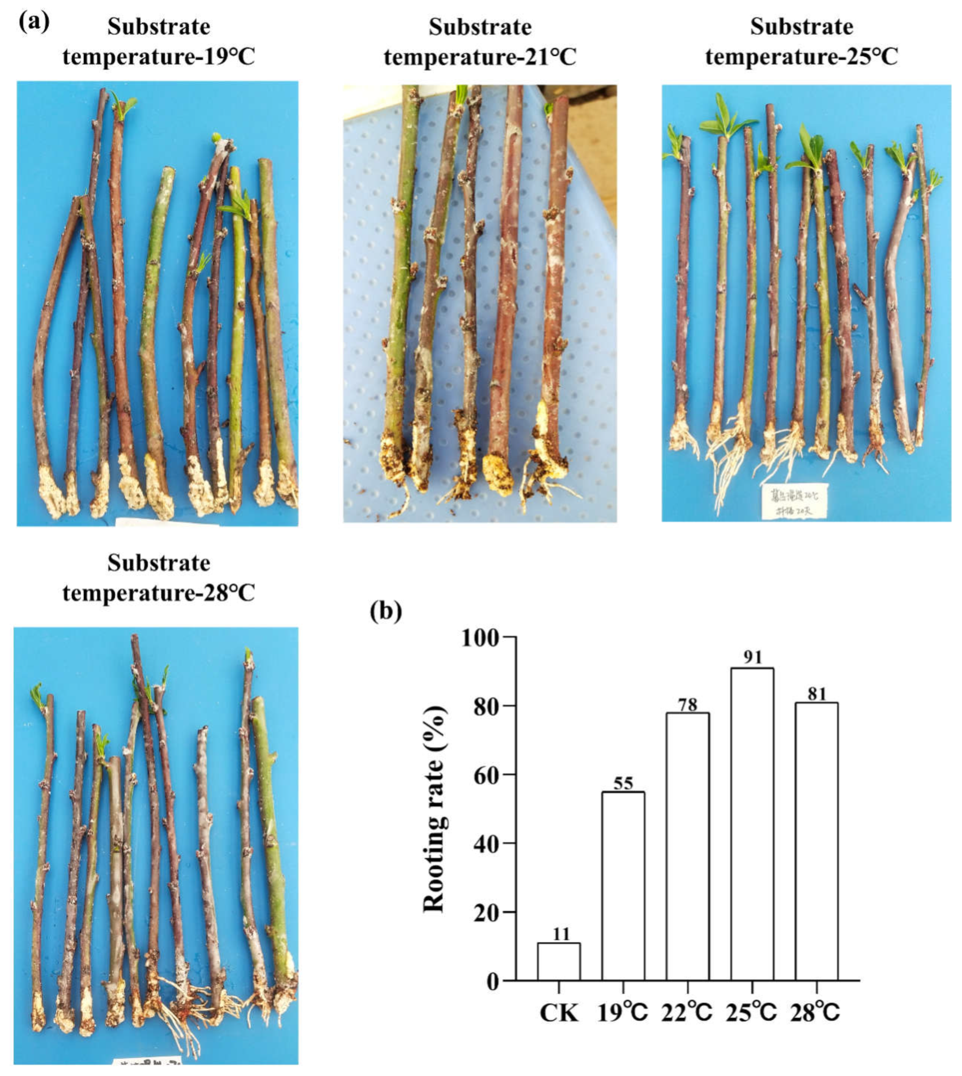 Preprints 148826 g001