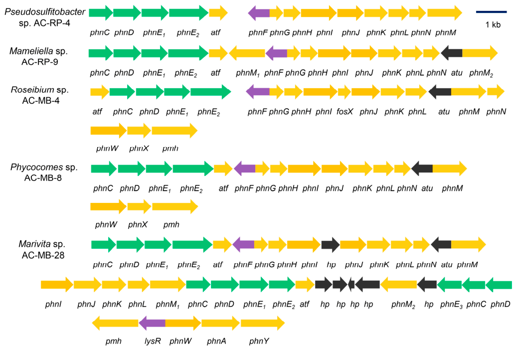 Preprints 227334 g004 Preprints 227334 g004