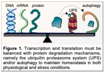 Preprints 151920 i001
