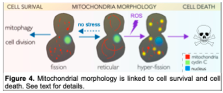 Preprints 151920 i004