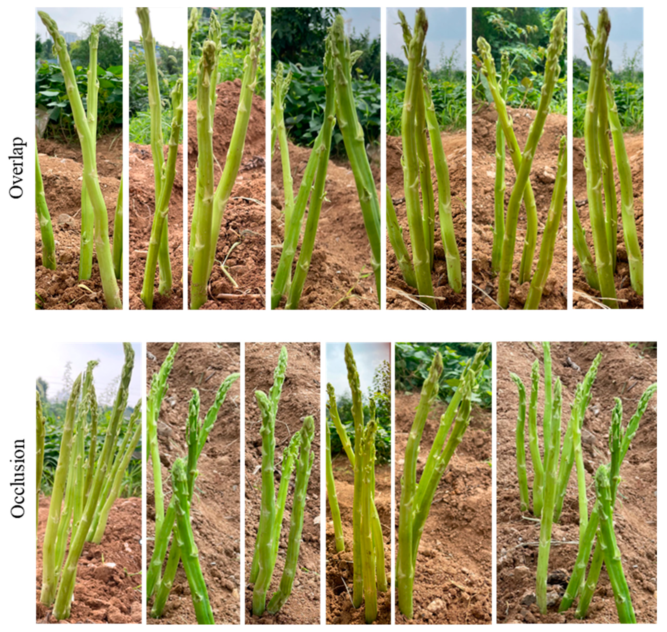 Preprints 145047 g002