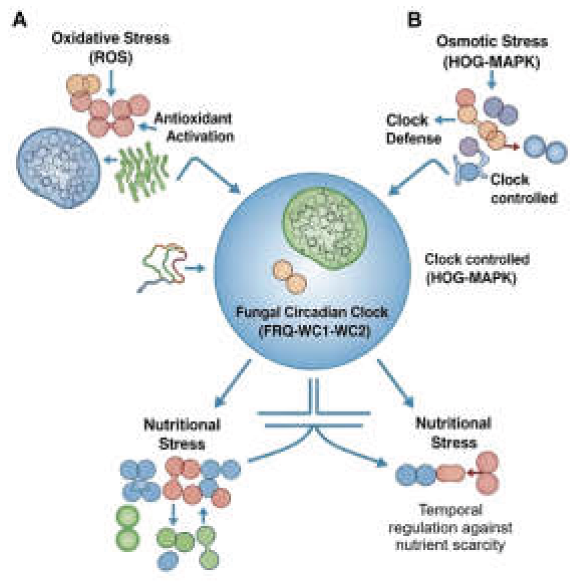 Preprints 166590 g001