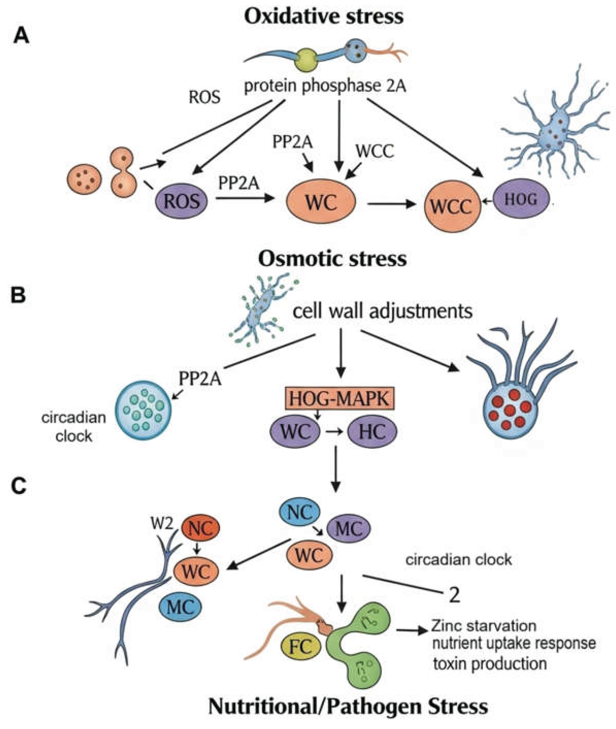 Preprints 166590 g002