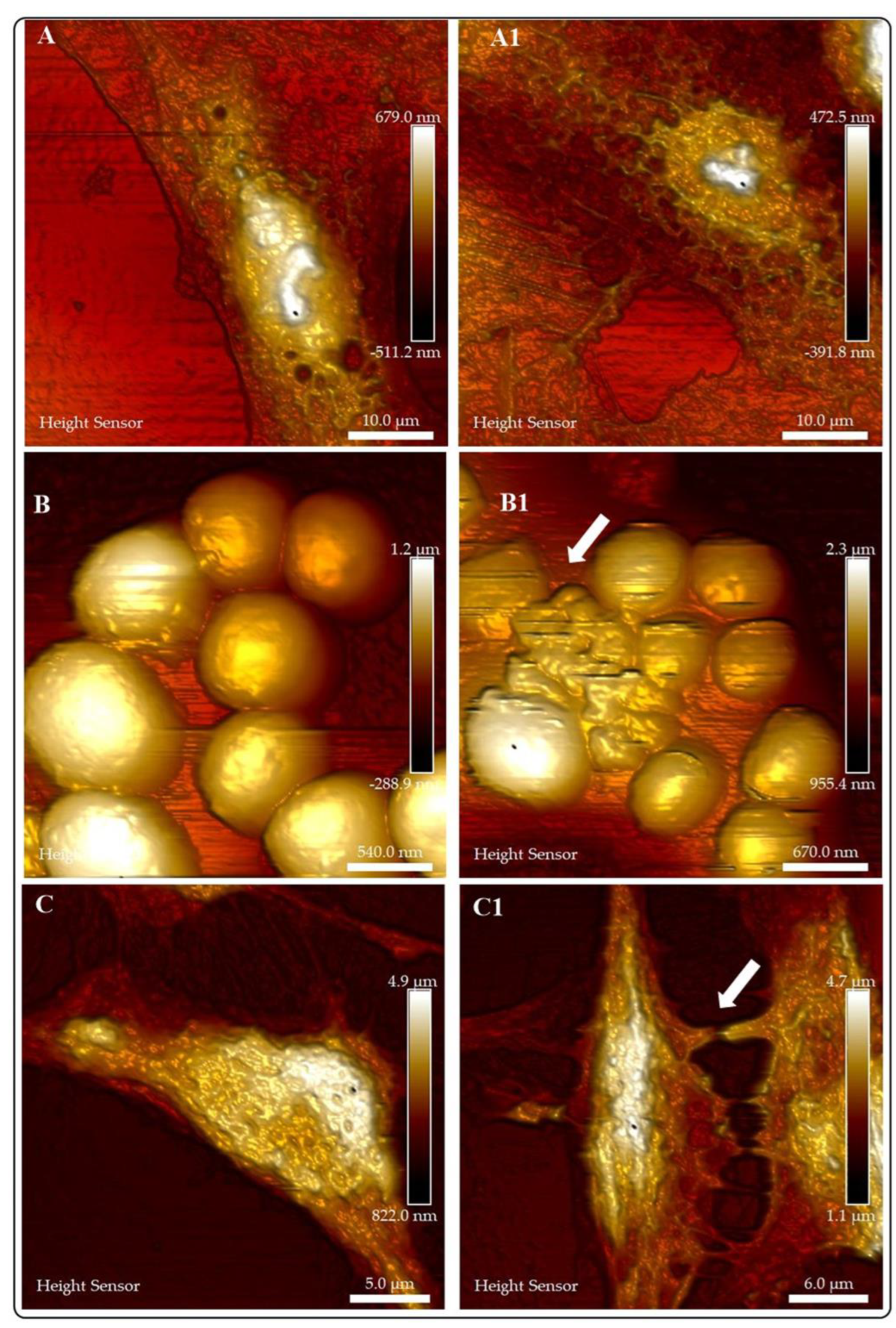Preprints 87384 g006