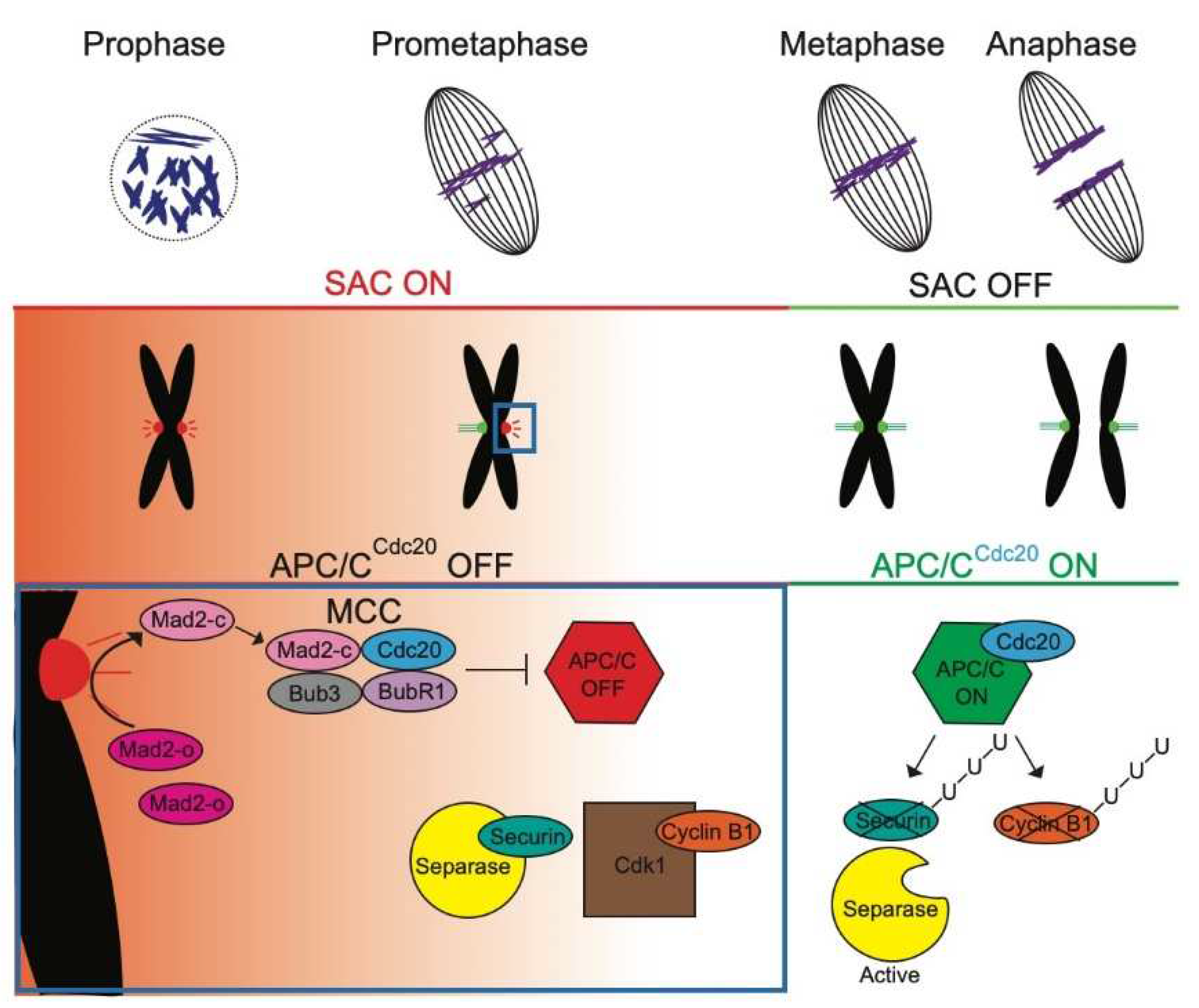 Preprints 94279 g001