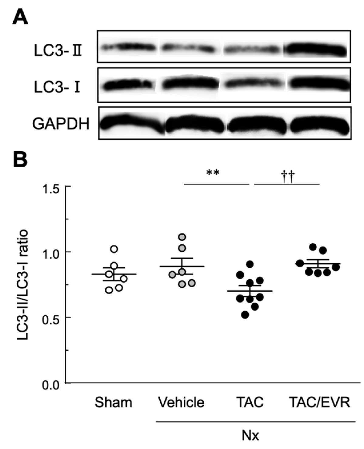Preprints 191966 g005