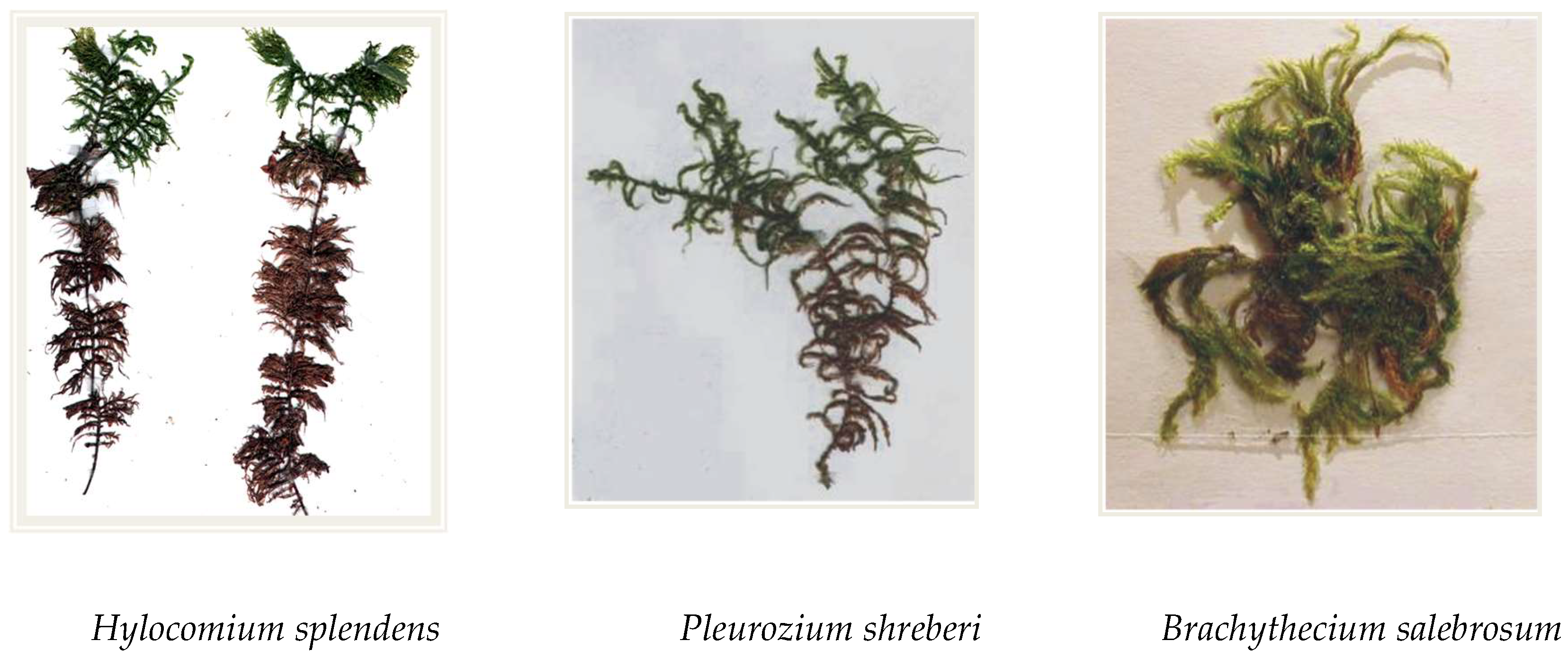 Preprints 156142 g003