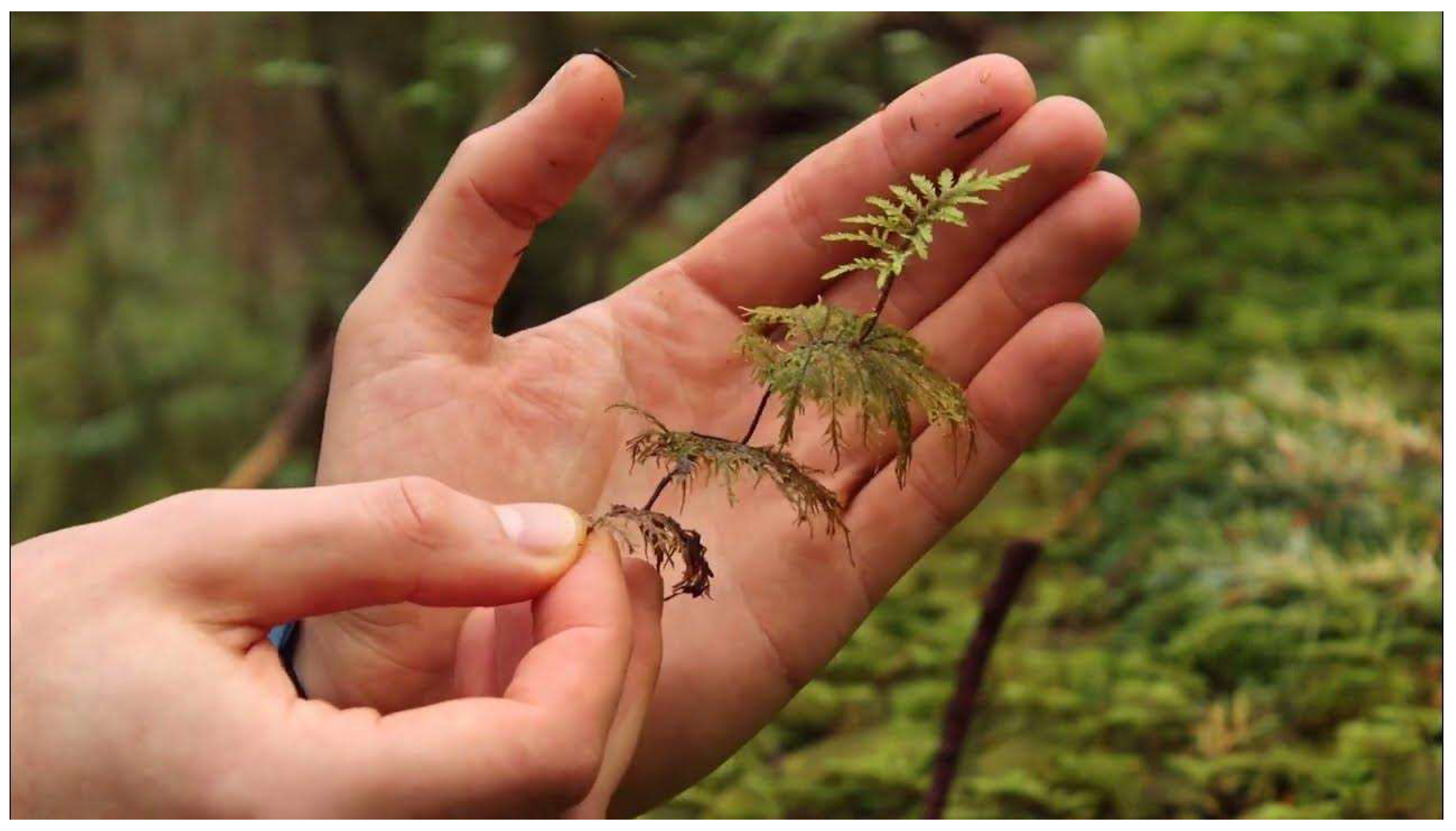 Preprints 156142 g004