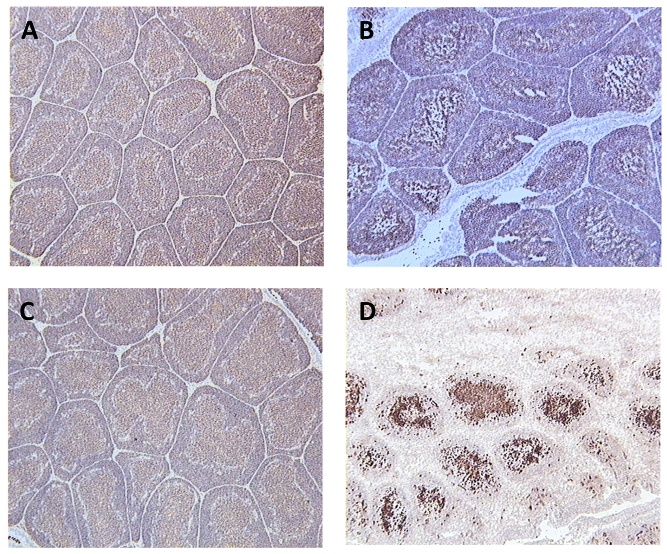 Preprints 85537 g004