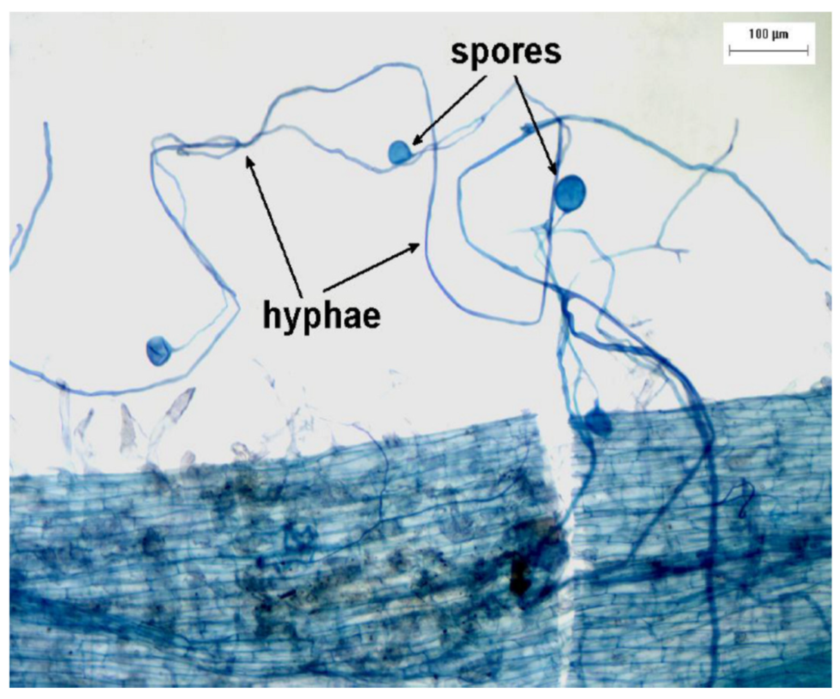 Preprints 173102 g004