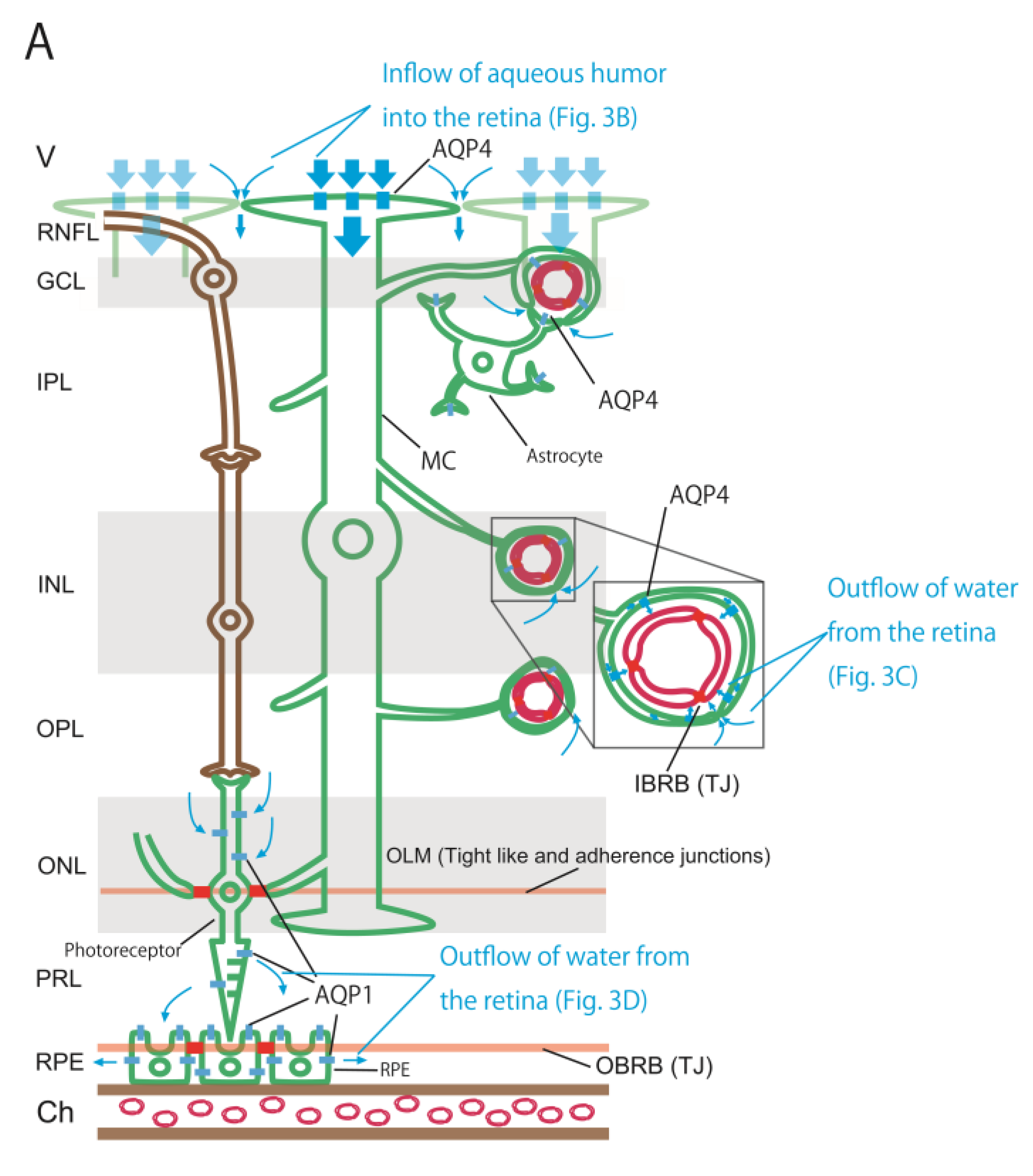 Preprints 144306 g003a