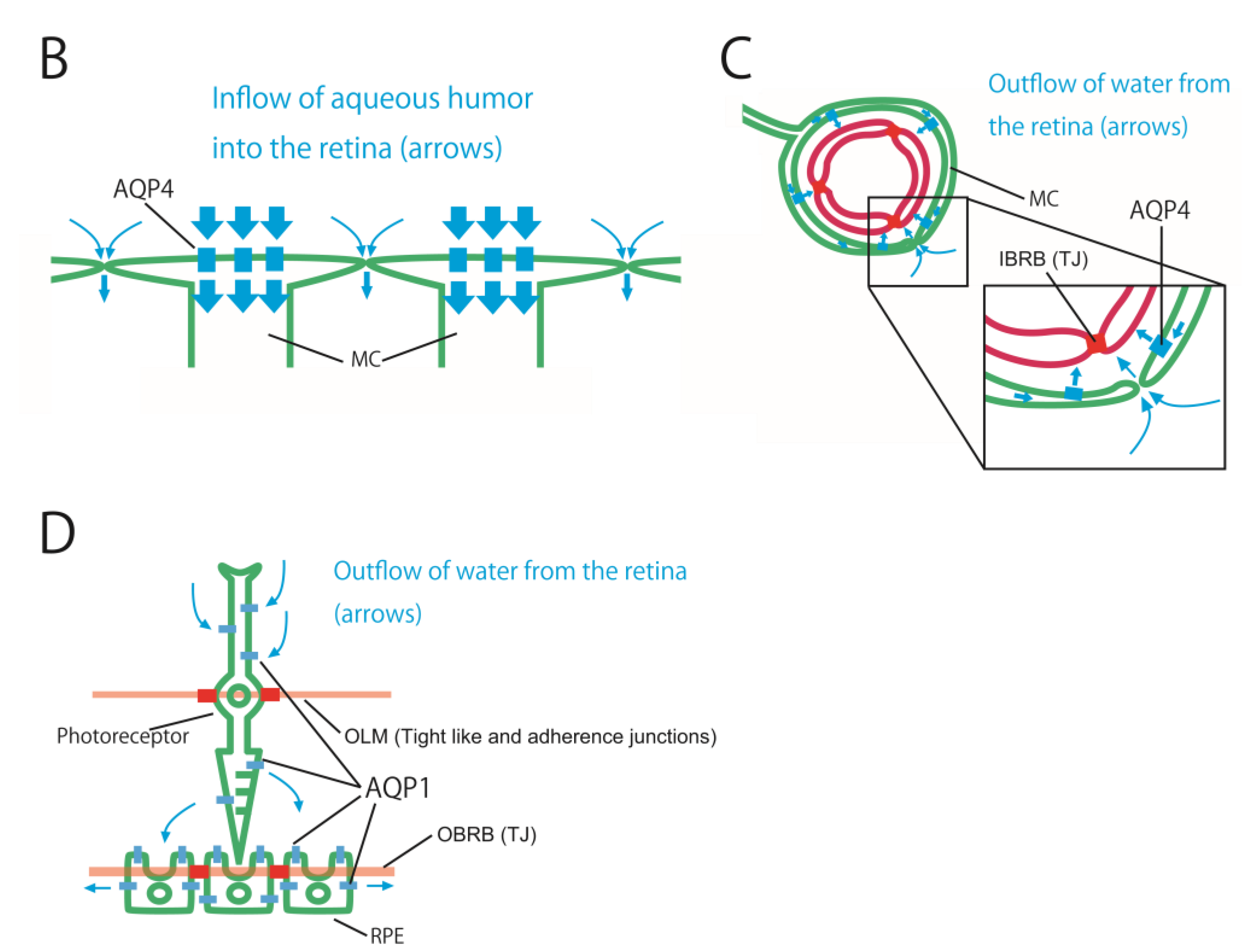 Preprints 144306 g003b