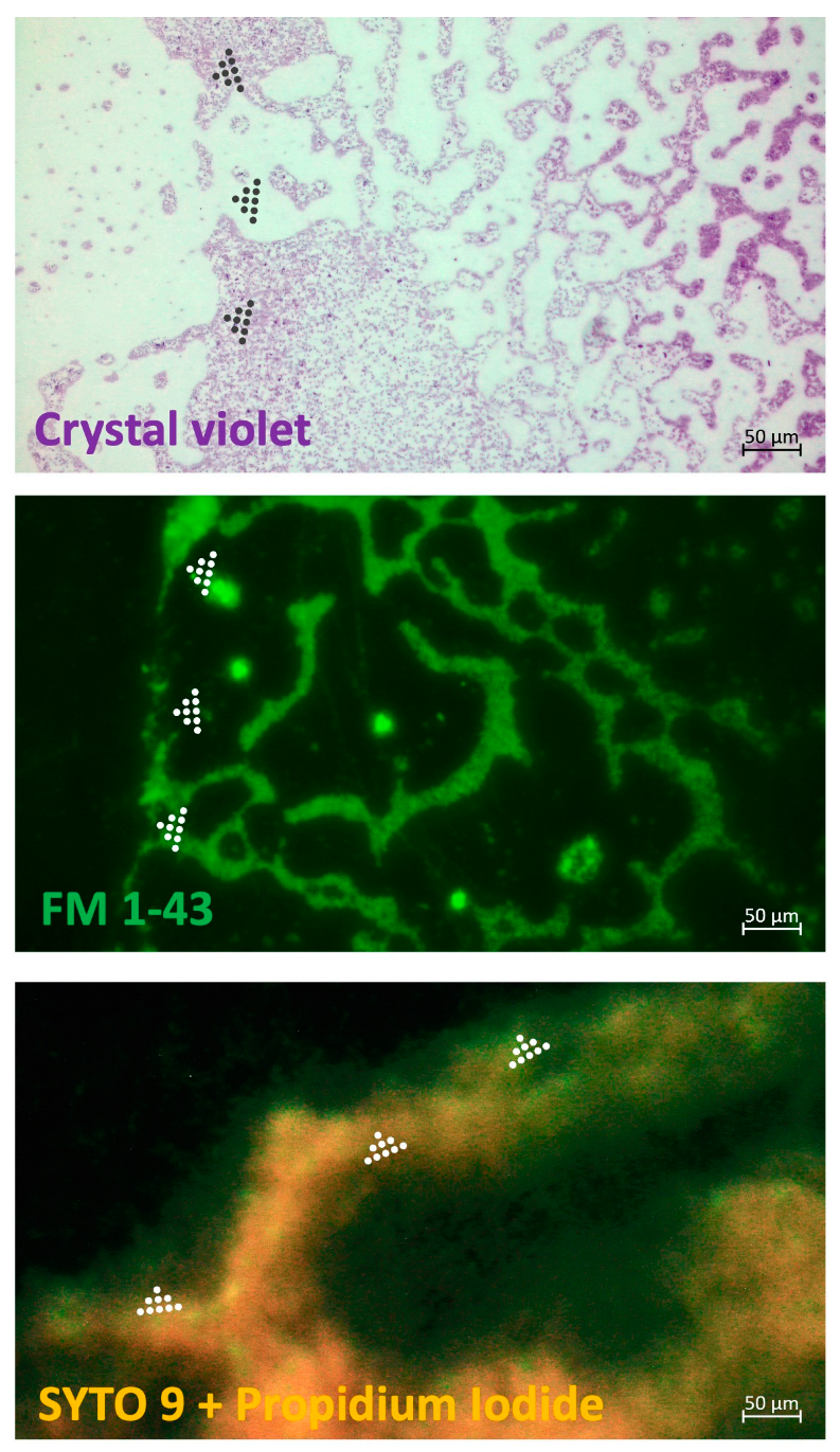 Preprints 141351 g002