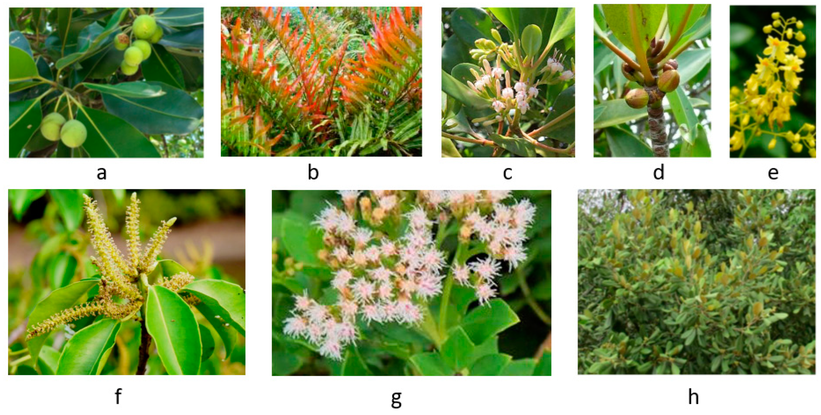 Preprints 119883 g001