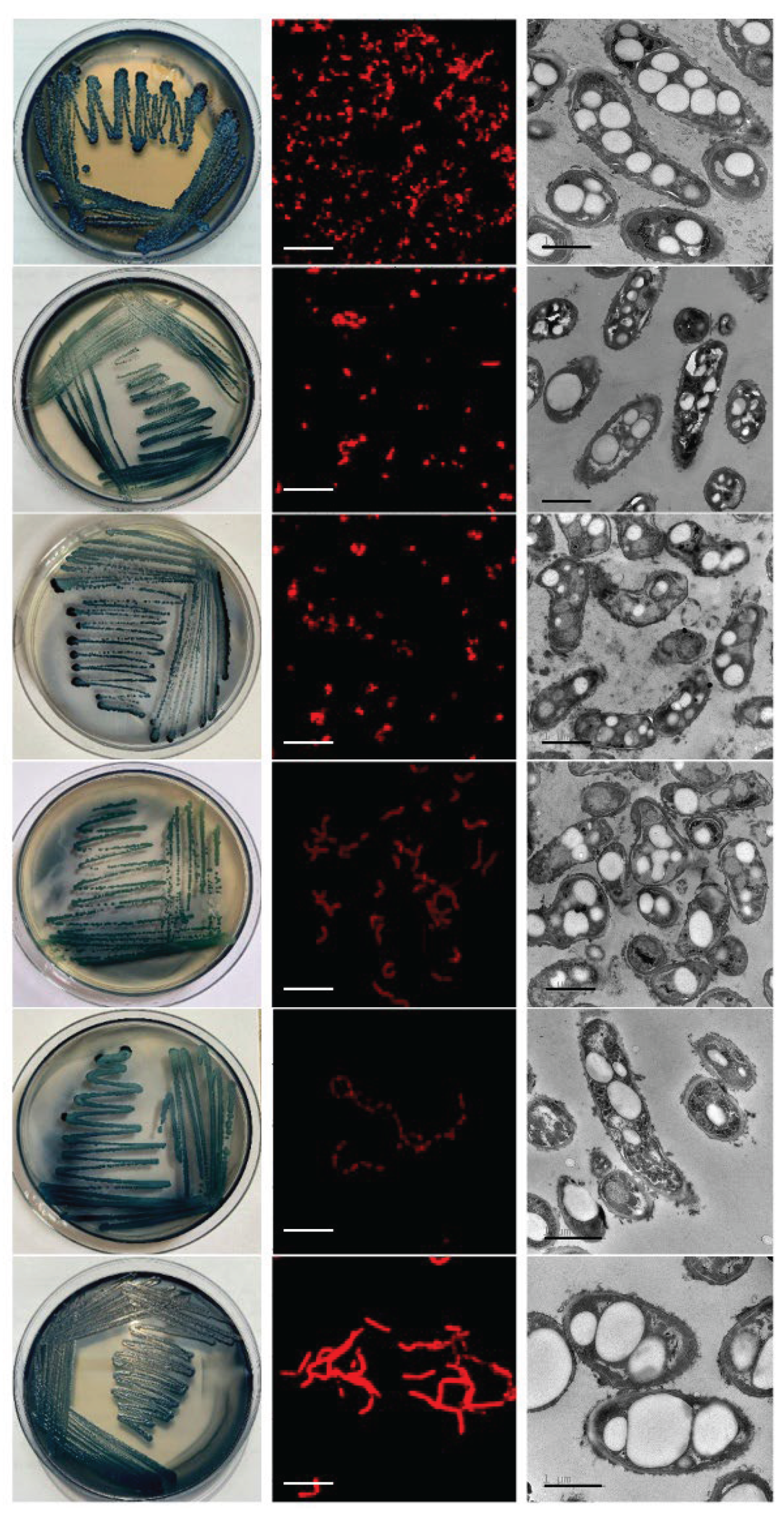 Preprints 203541 g001