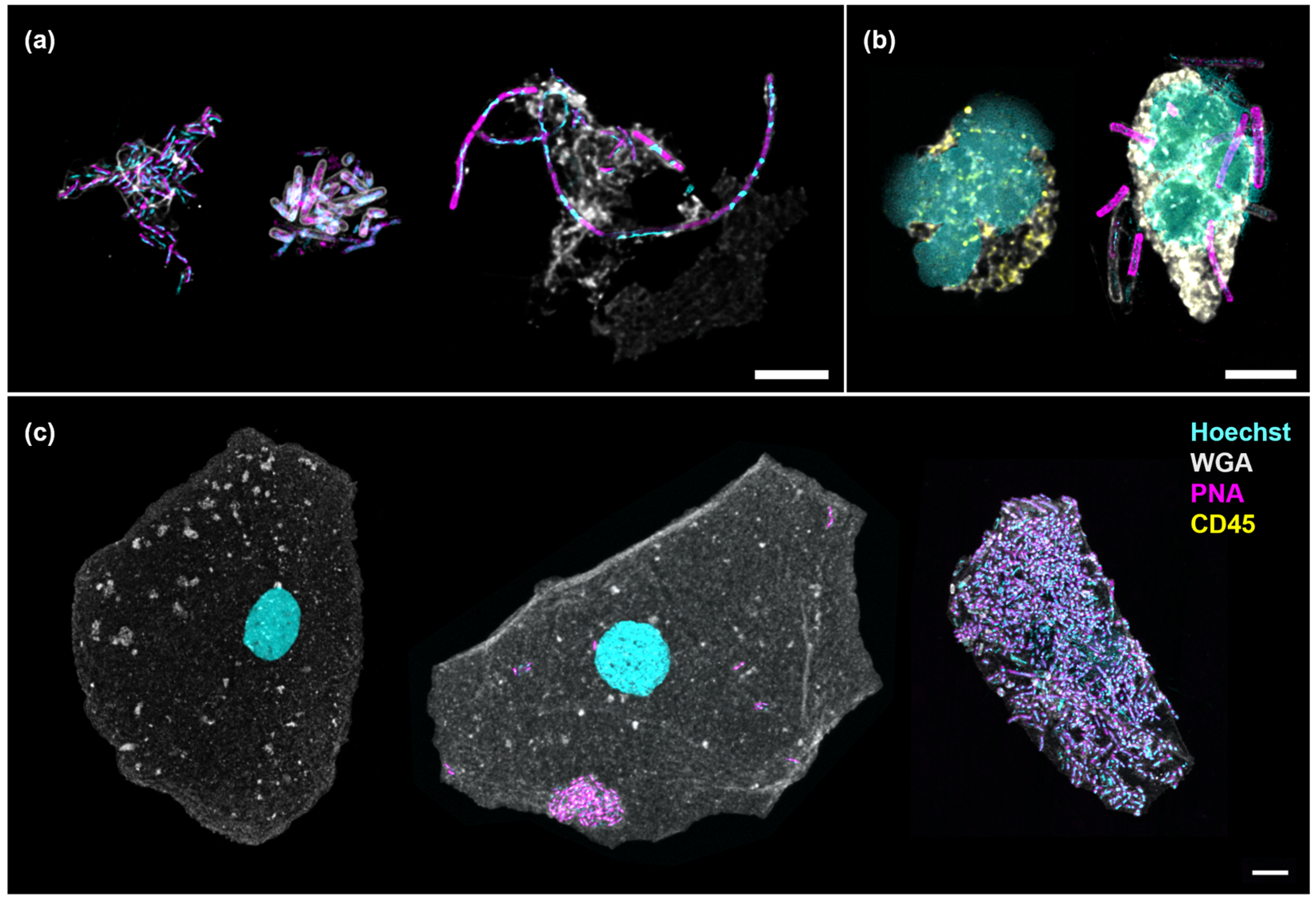 Preprints 147501 g002