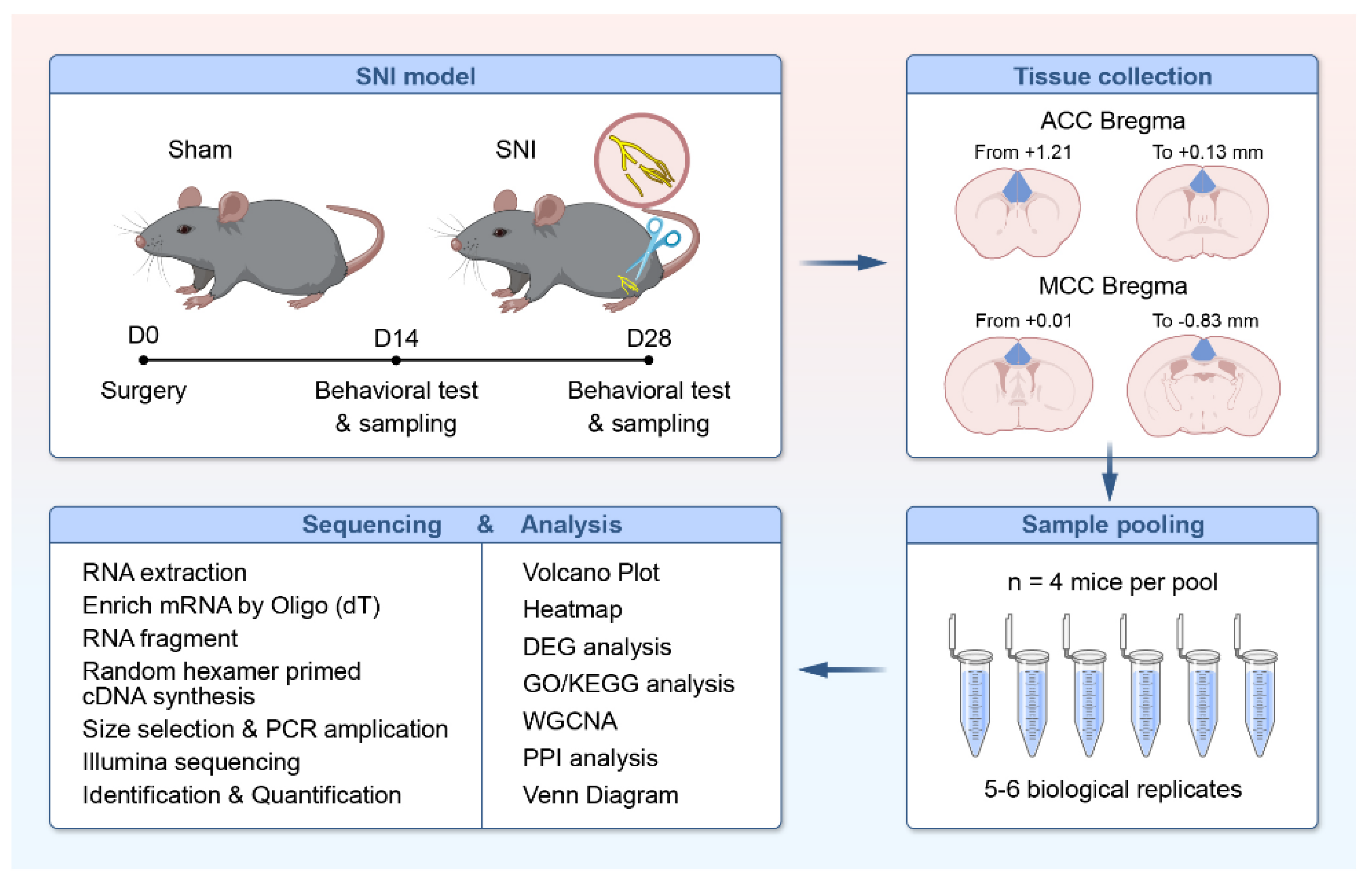 Temporal Transcriptomic Changes in the Cingulate Cortex of