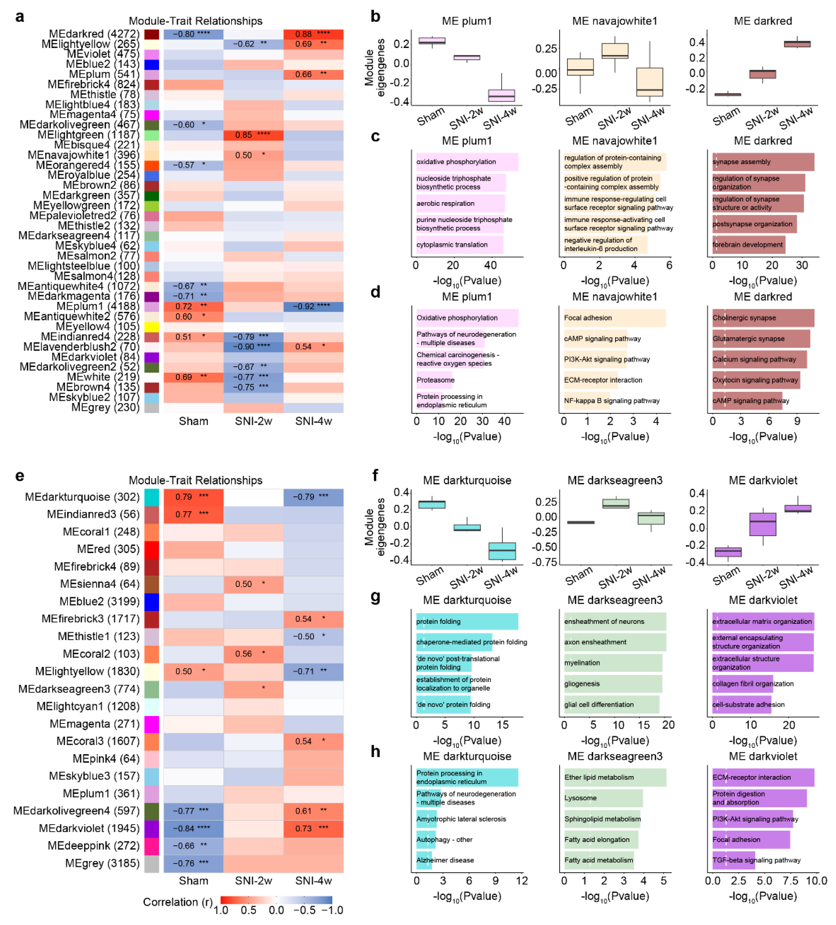 Temporal Transcriptomic Changes in the Cingulate Cortex of