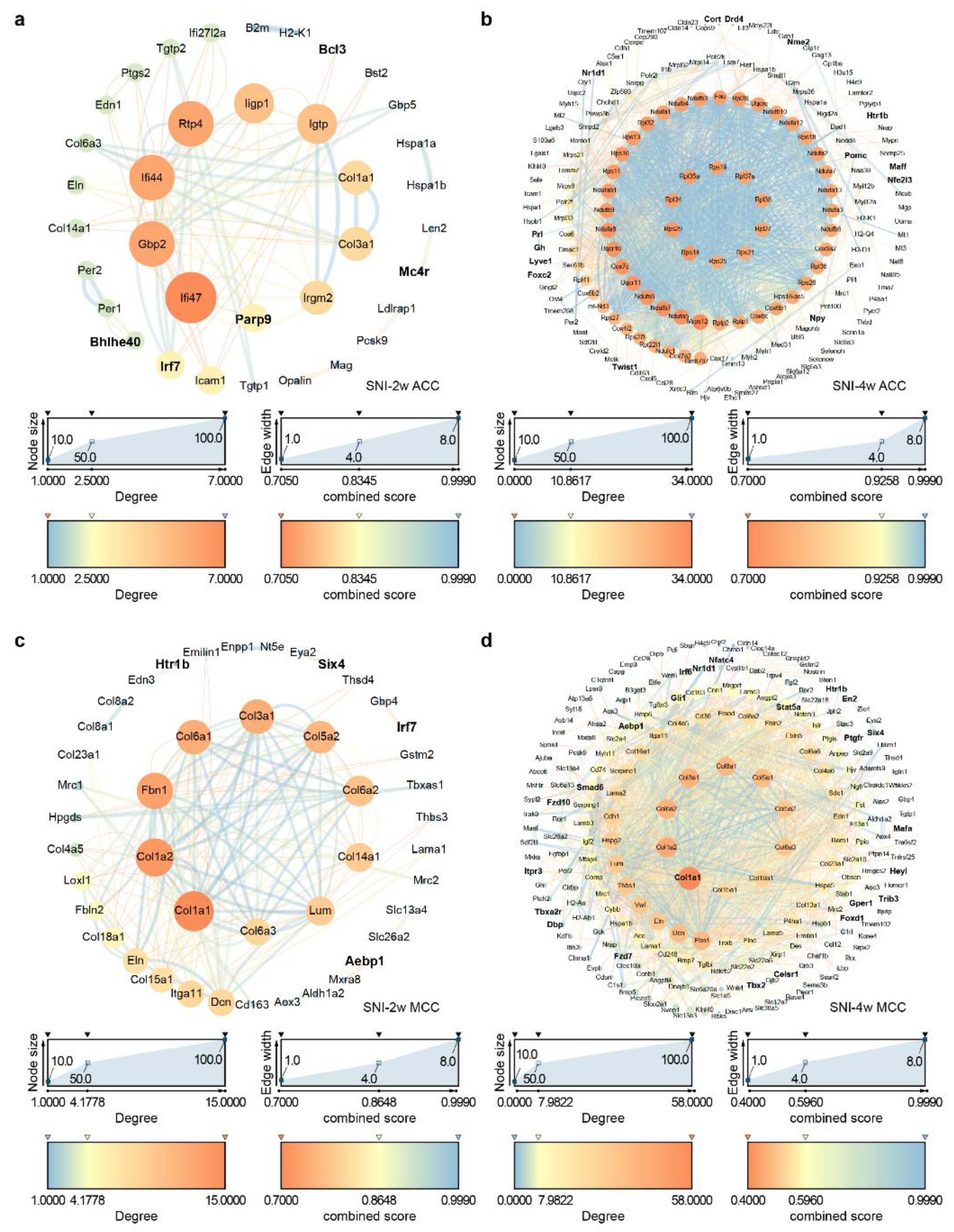 Temporal Transcriptomic Changes in the Cingulate Cortex of