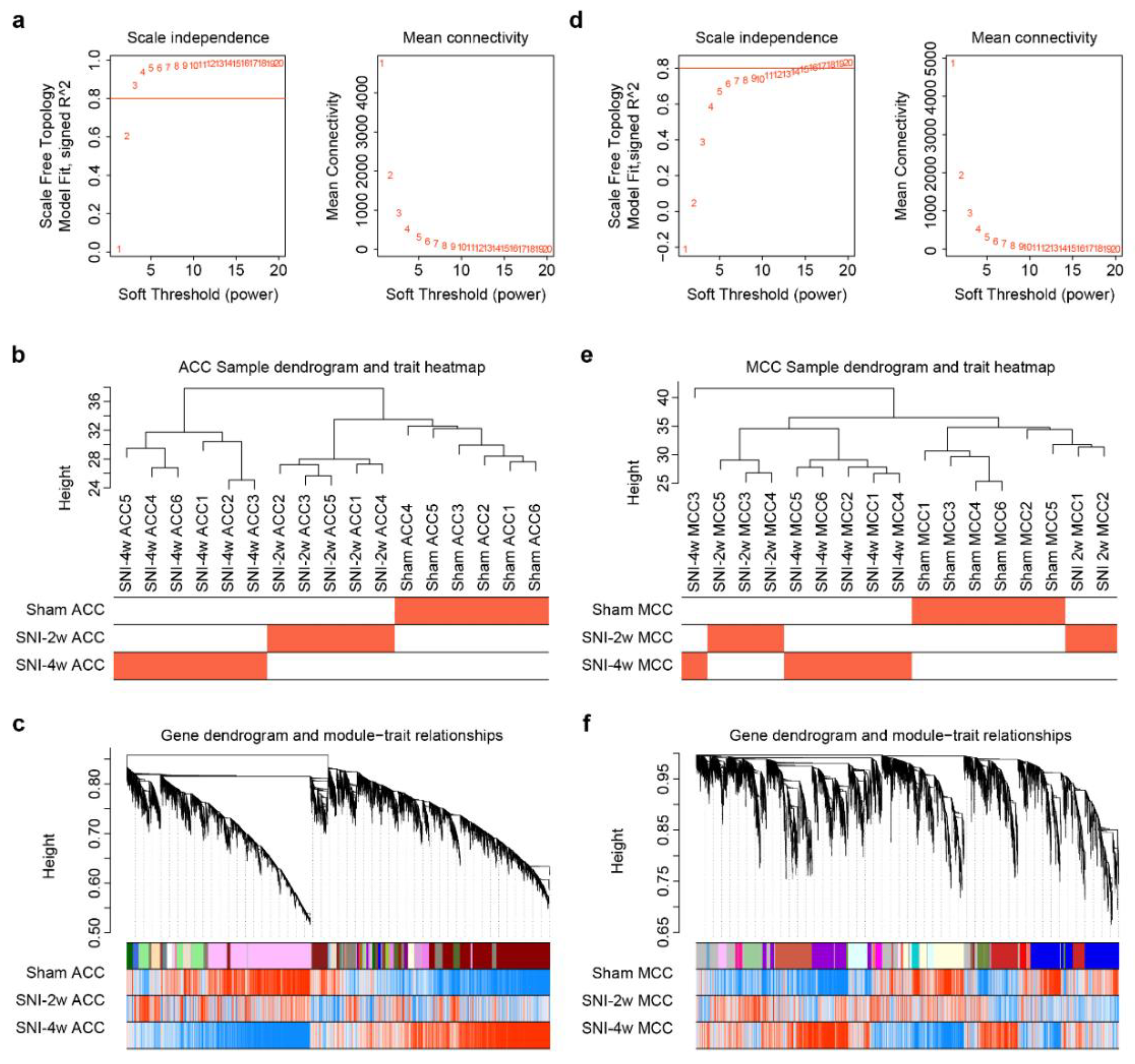 Temporal Transcriptomic Changes in the Cingulate Cortex of