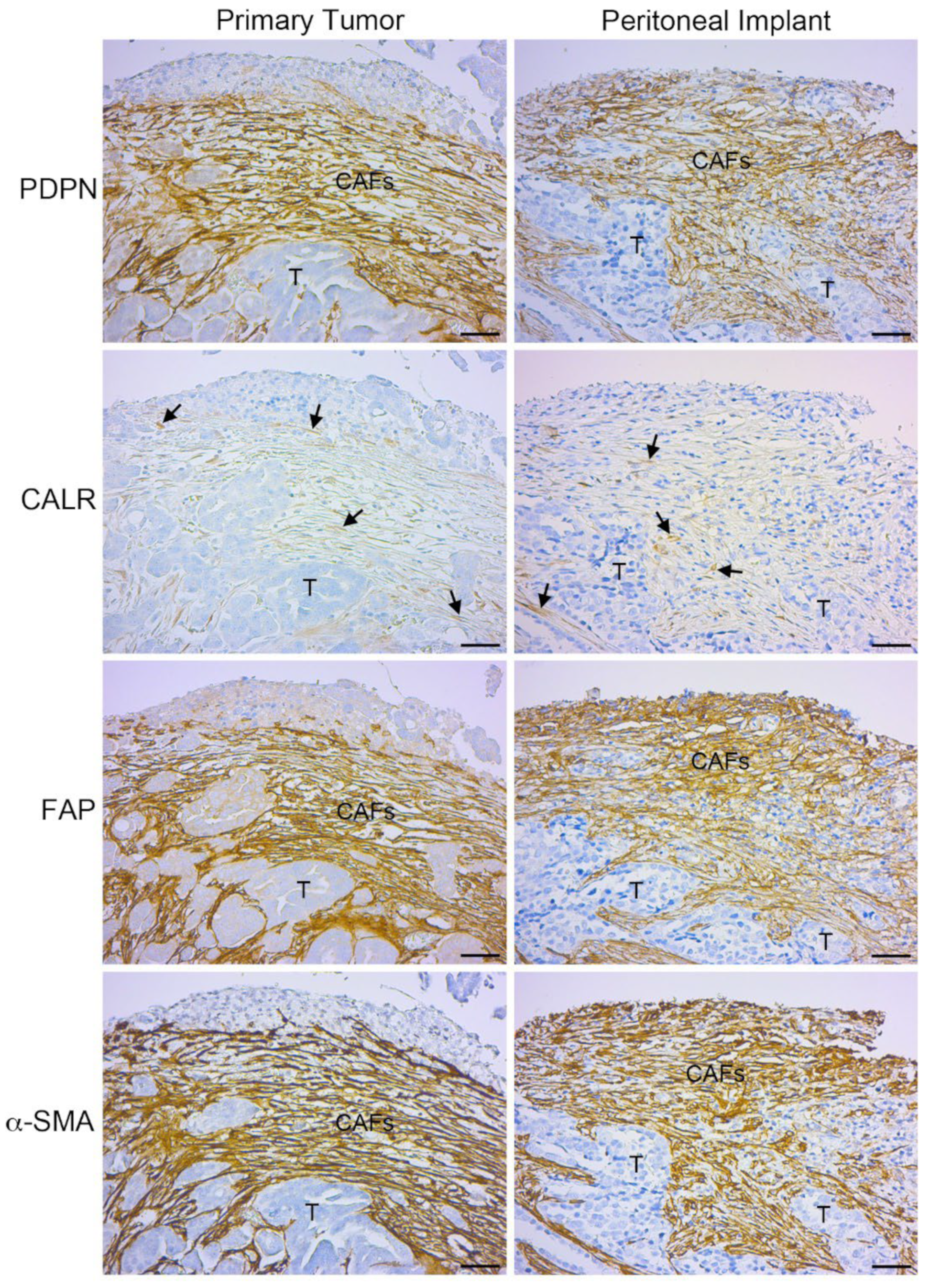 Preprints 107900 g002