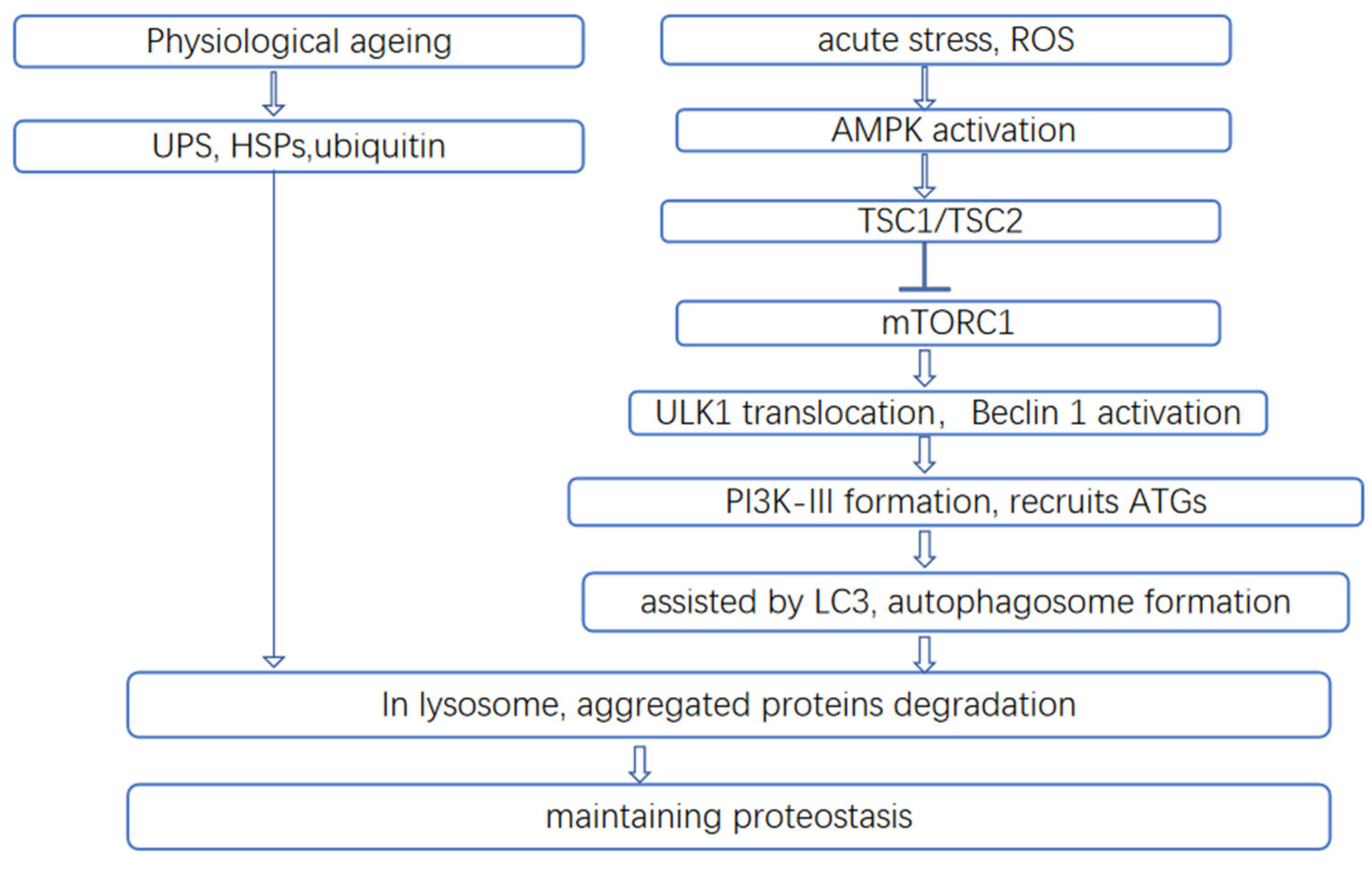 Preprints 161897 g002