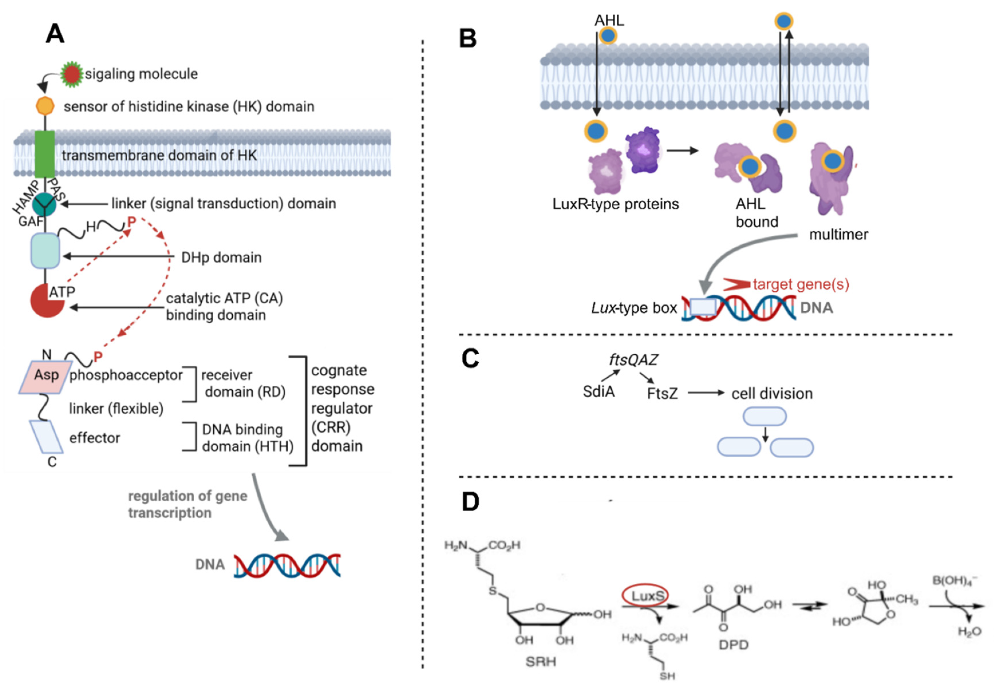 Bacterial Communication: Quorum Sensing, Quantum Mechanics, and Quantum ...