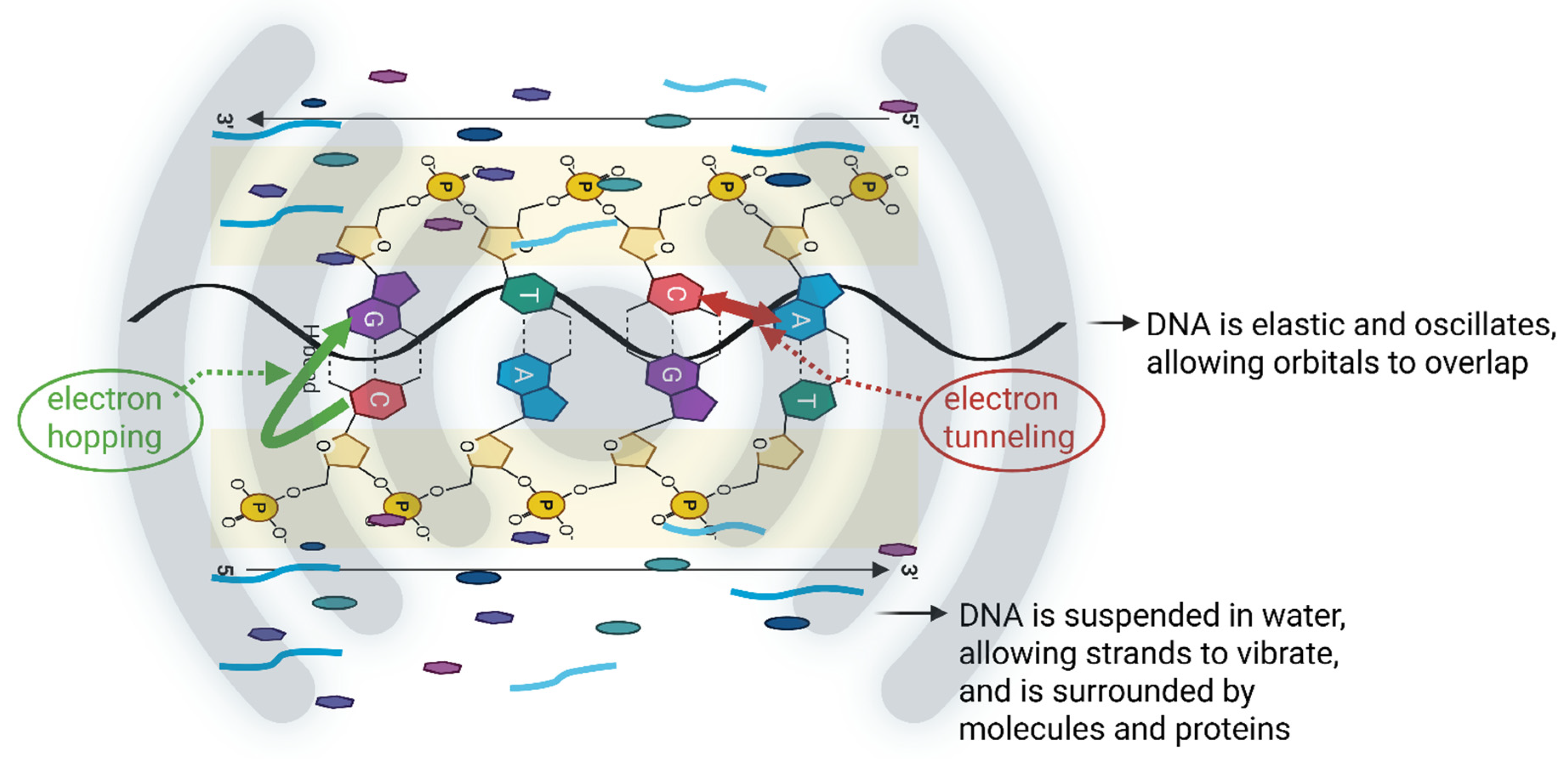 Bacterial Communication: Quorum Sensing, Quantum Mechanics, and Quantum ...